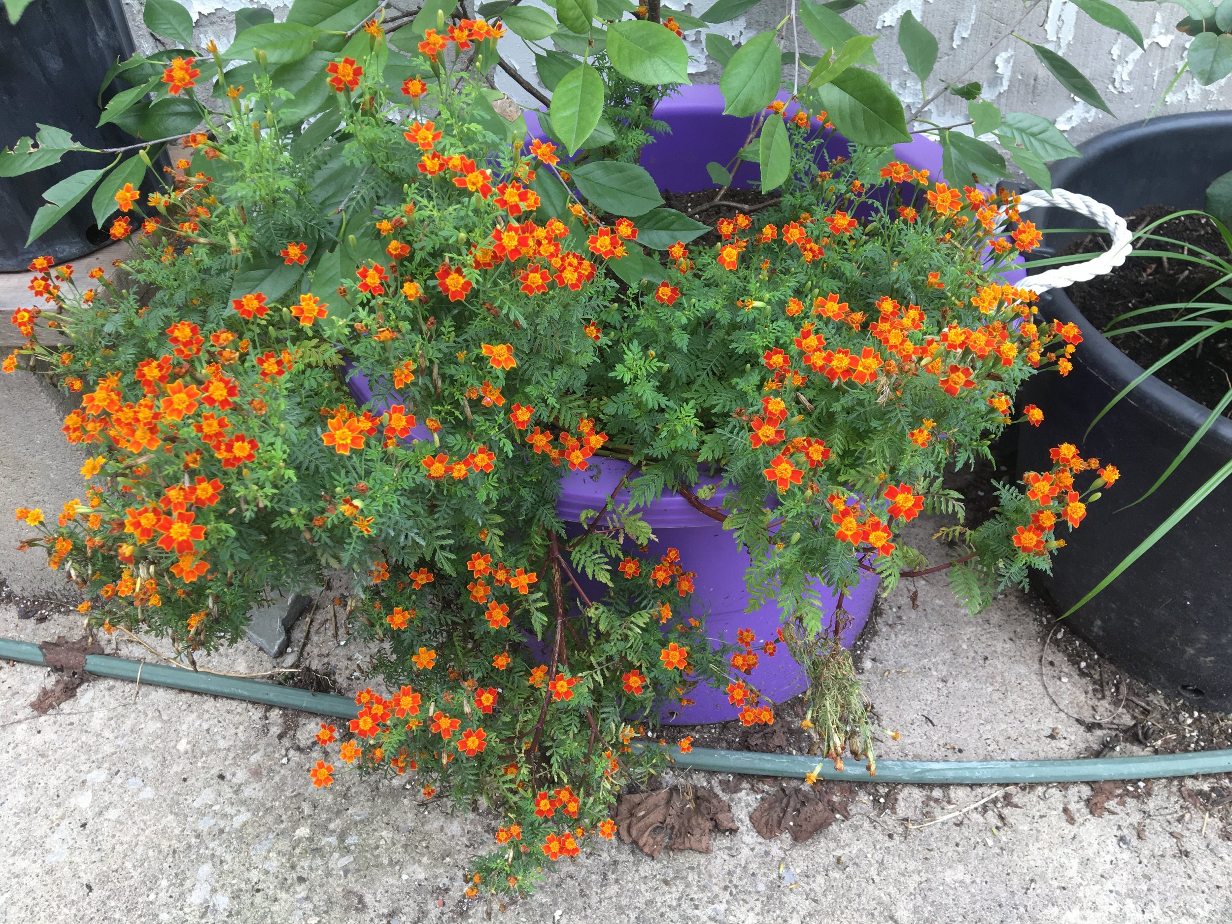 Marigold Red Gem — Miinikaan