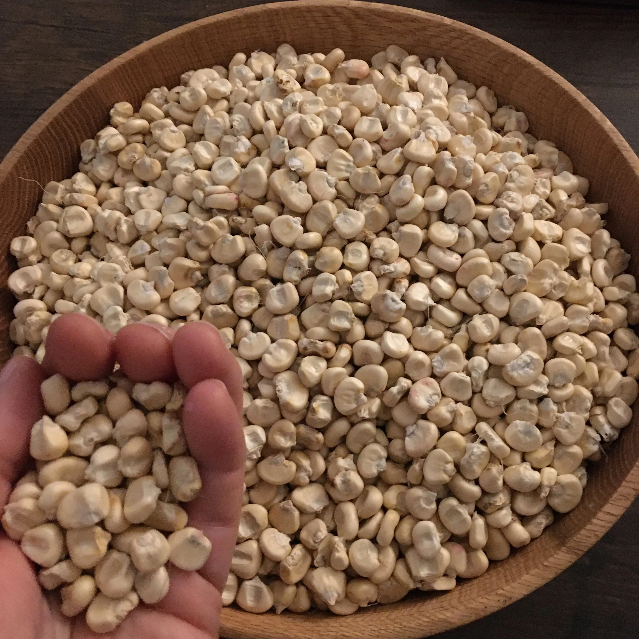 white flint corn in a bowl.JPG