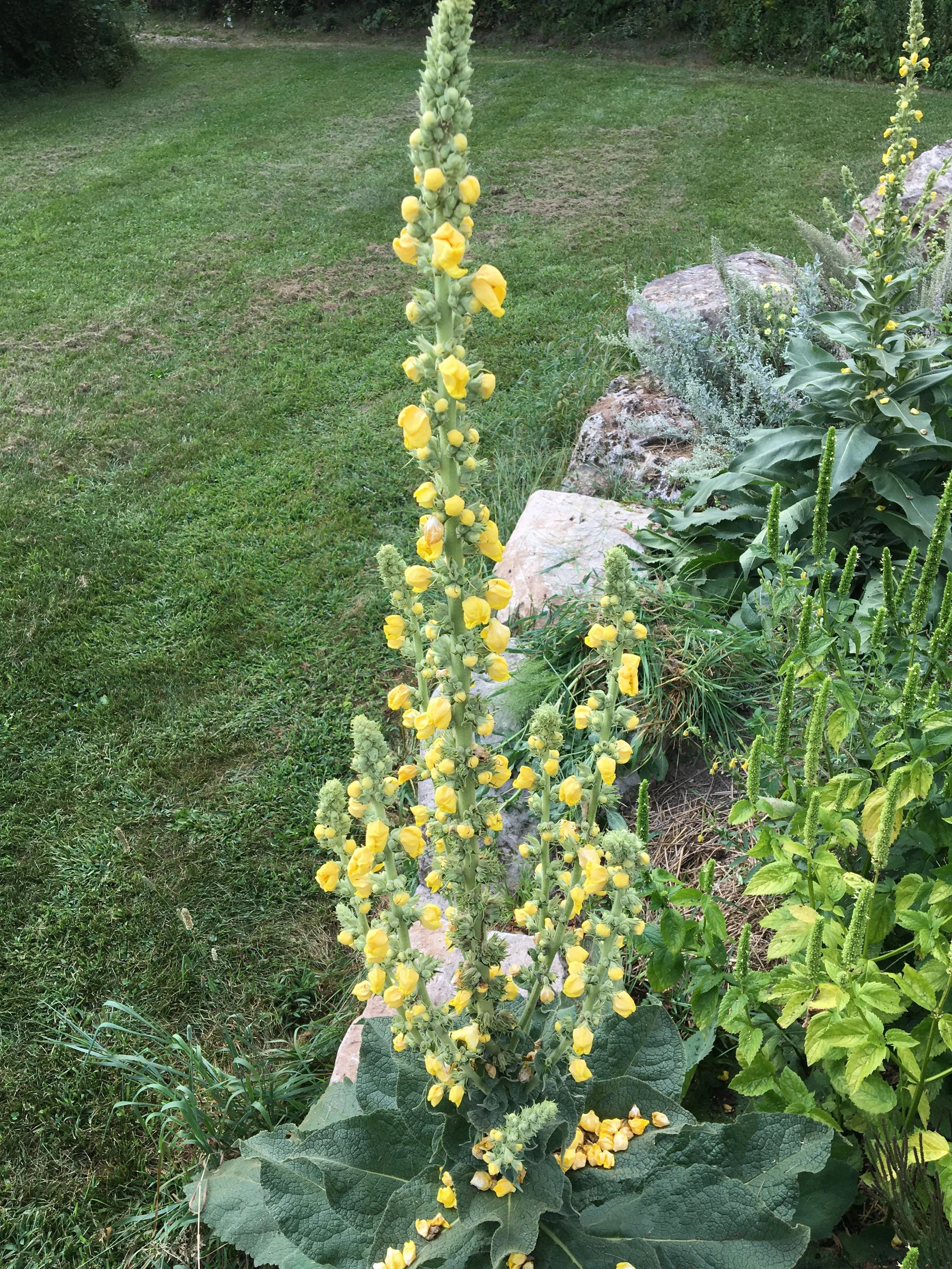 Mullein