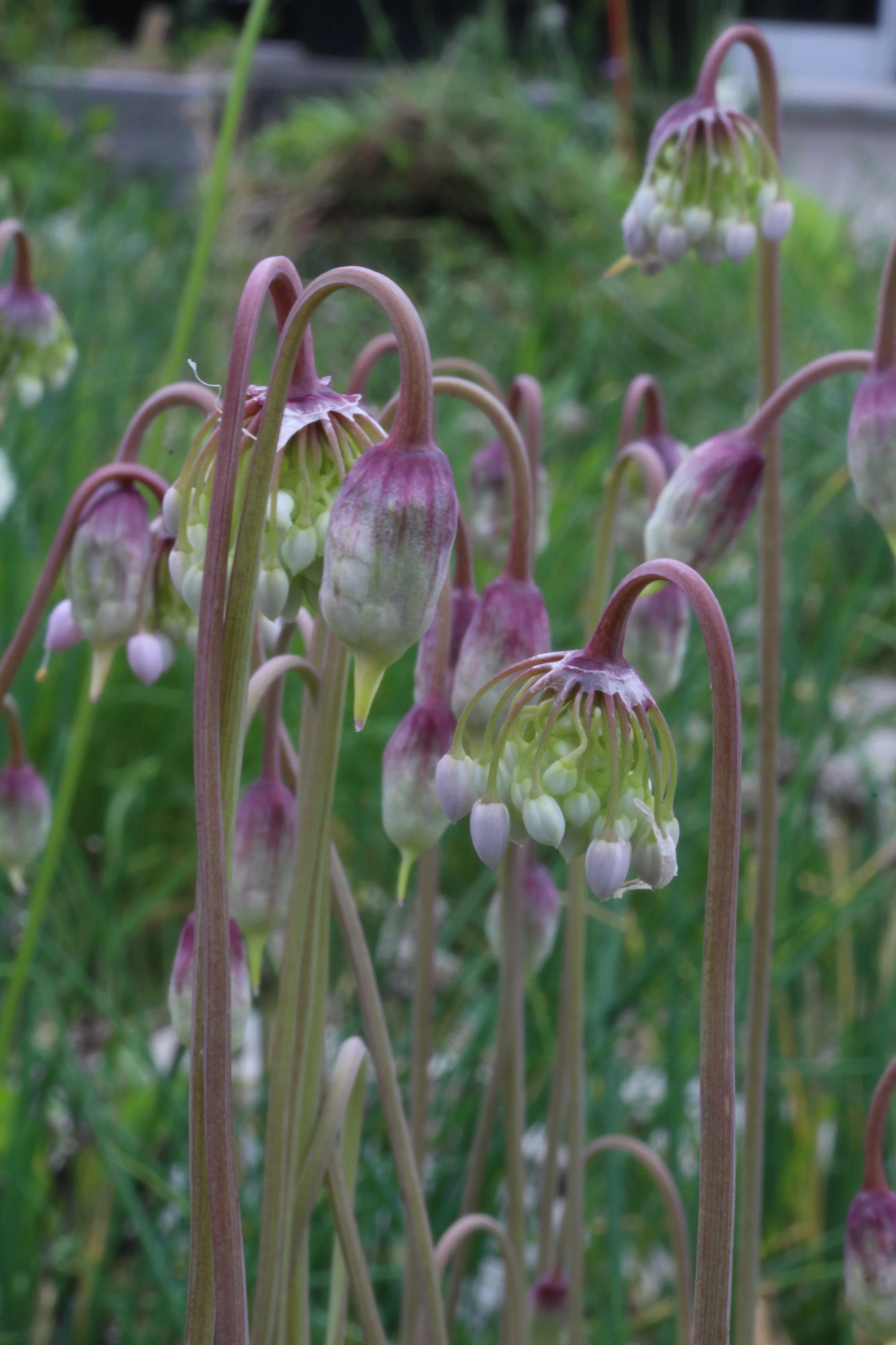Nodding wild onion