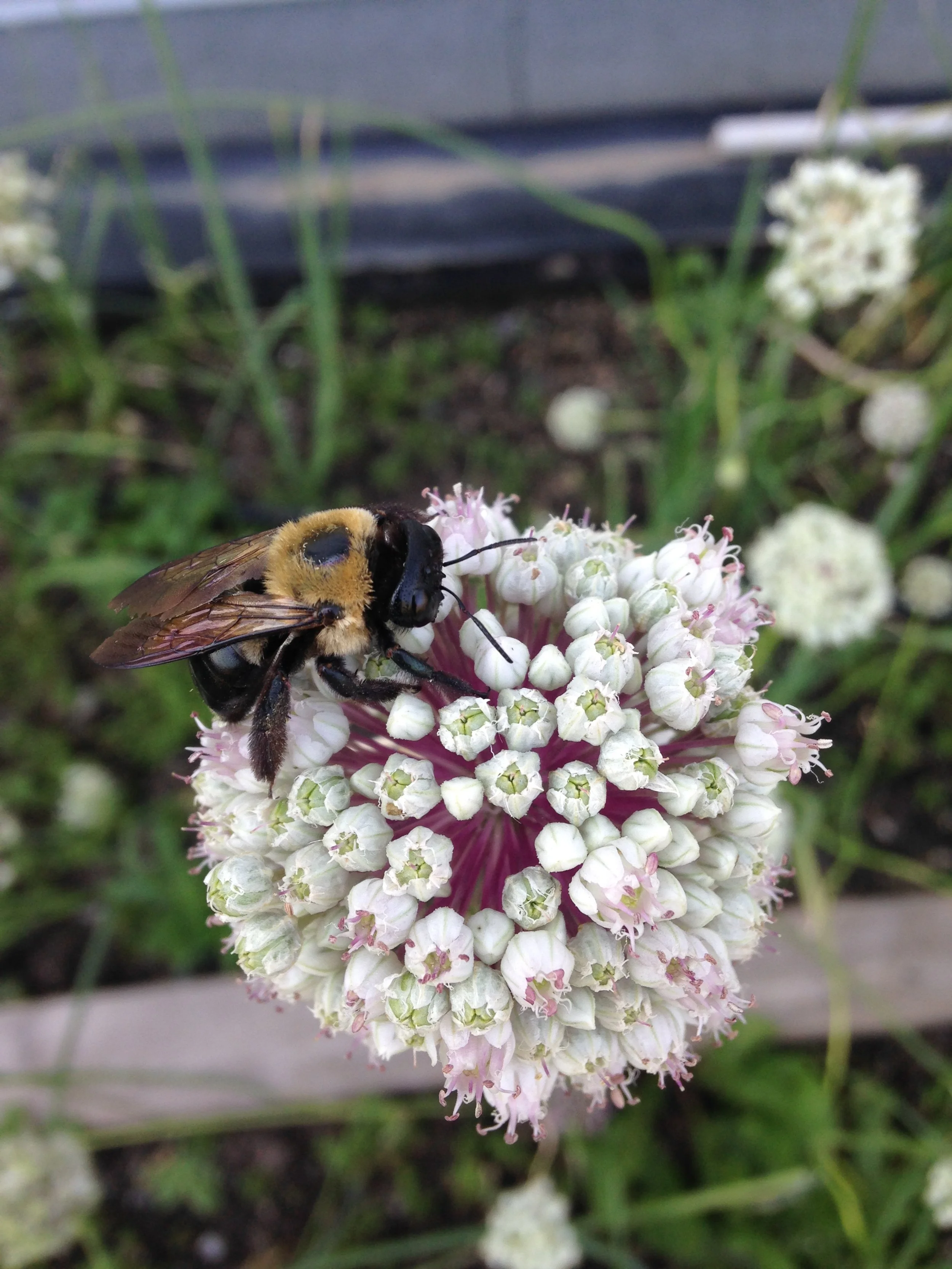 nodding onion bloom with bee.JPG