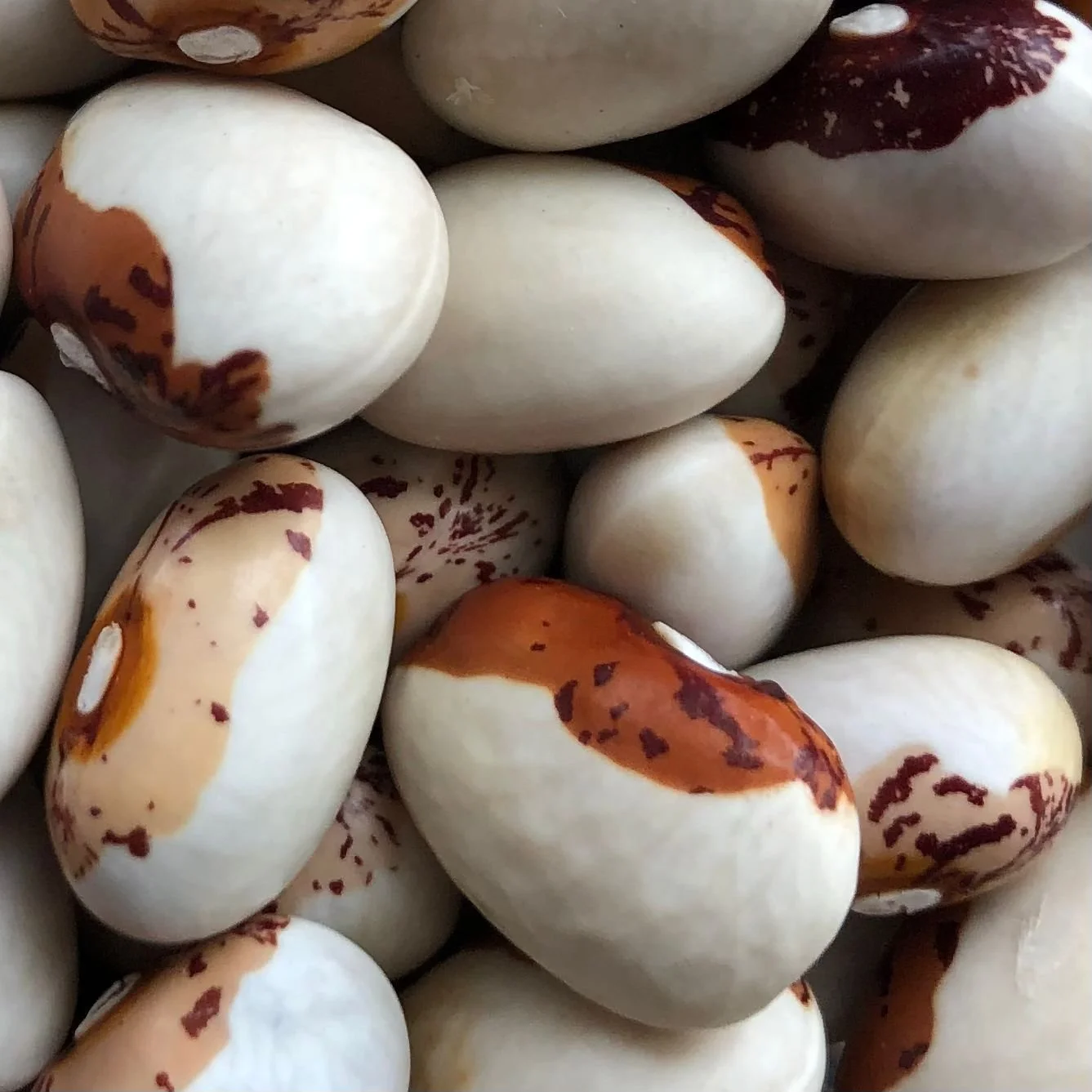 Odawa Soup Beans closeup.jpeg