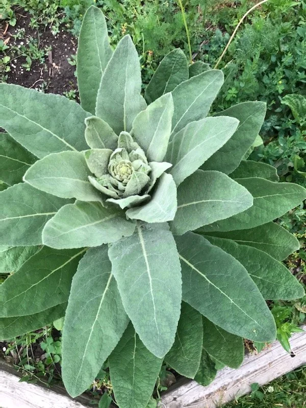 mullein year 2 before blooming.JPG