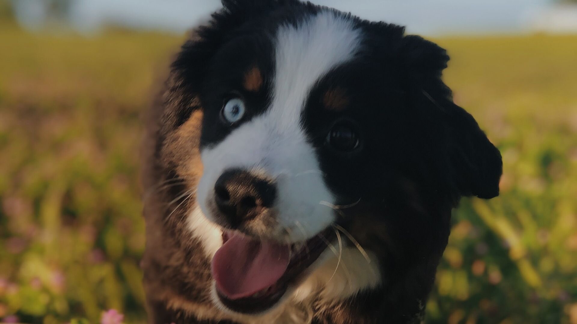 Here’s Your Brother, the Dog