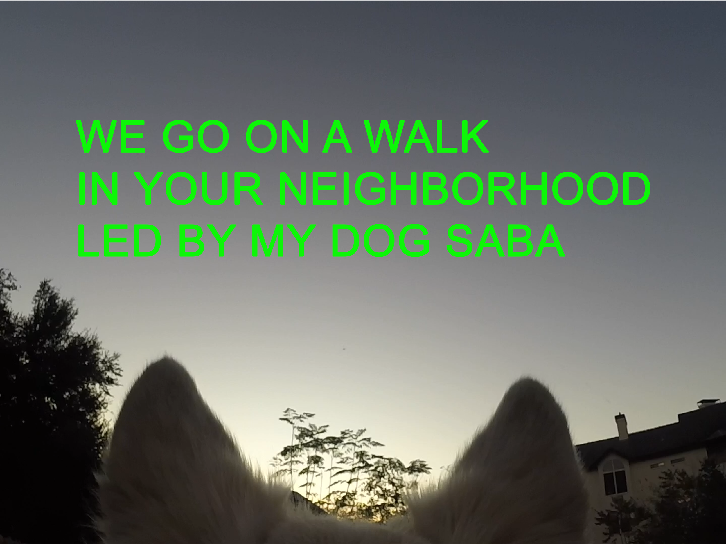 1:1 performance: dog walk