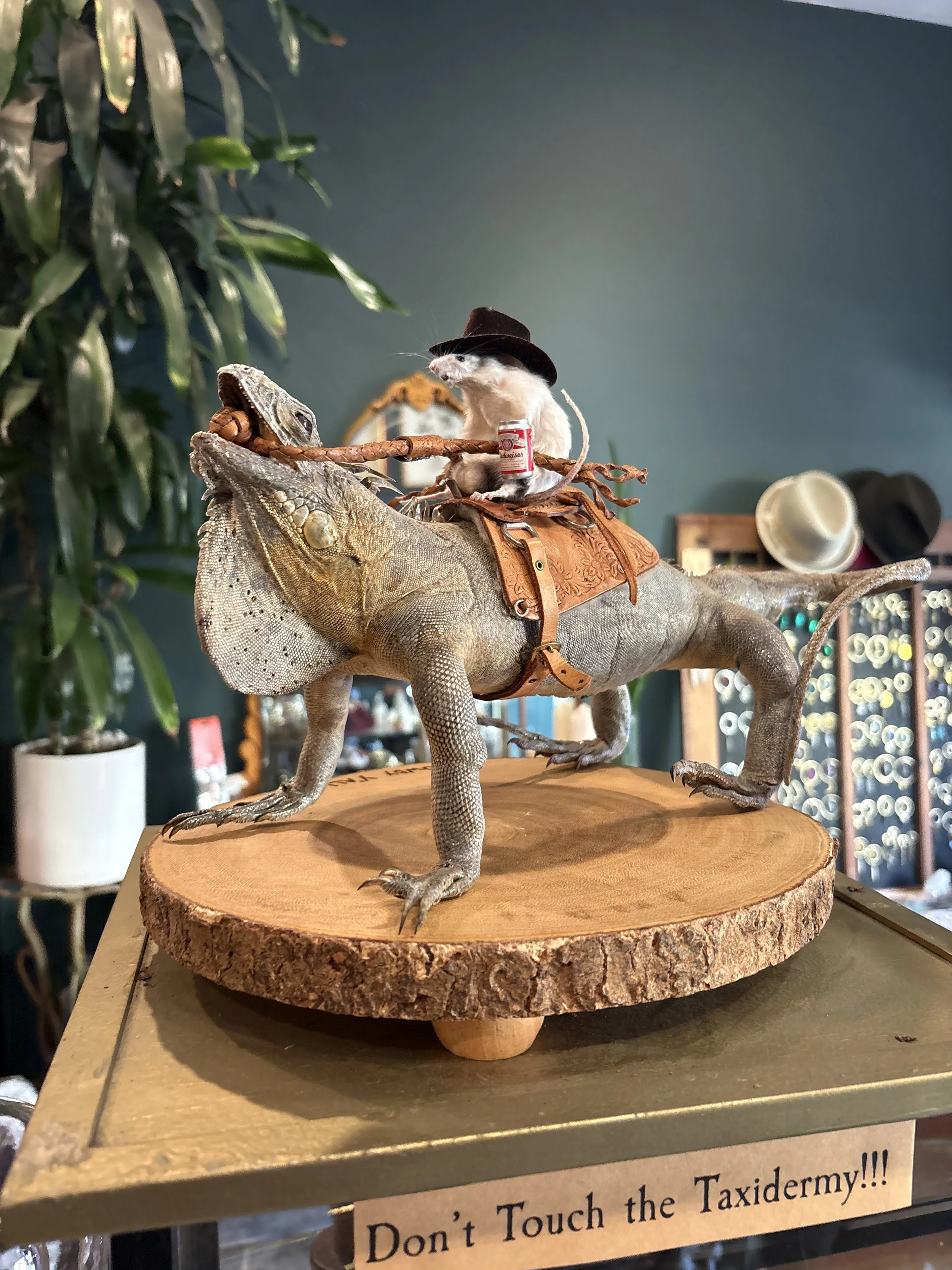 Ian the Iguana Wrangler