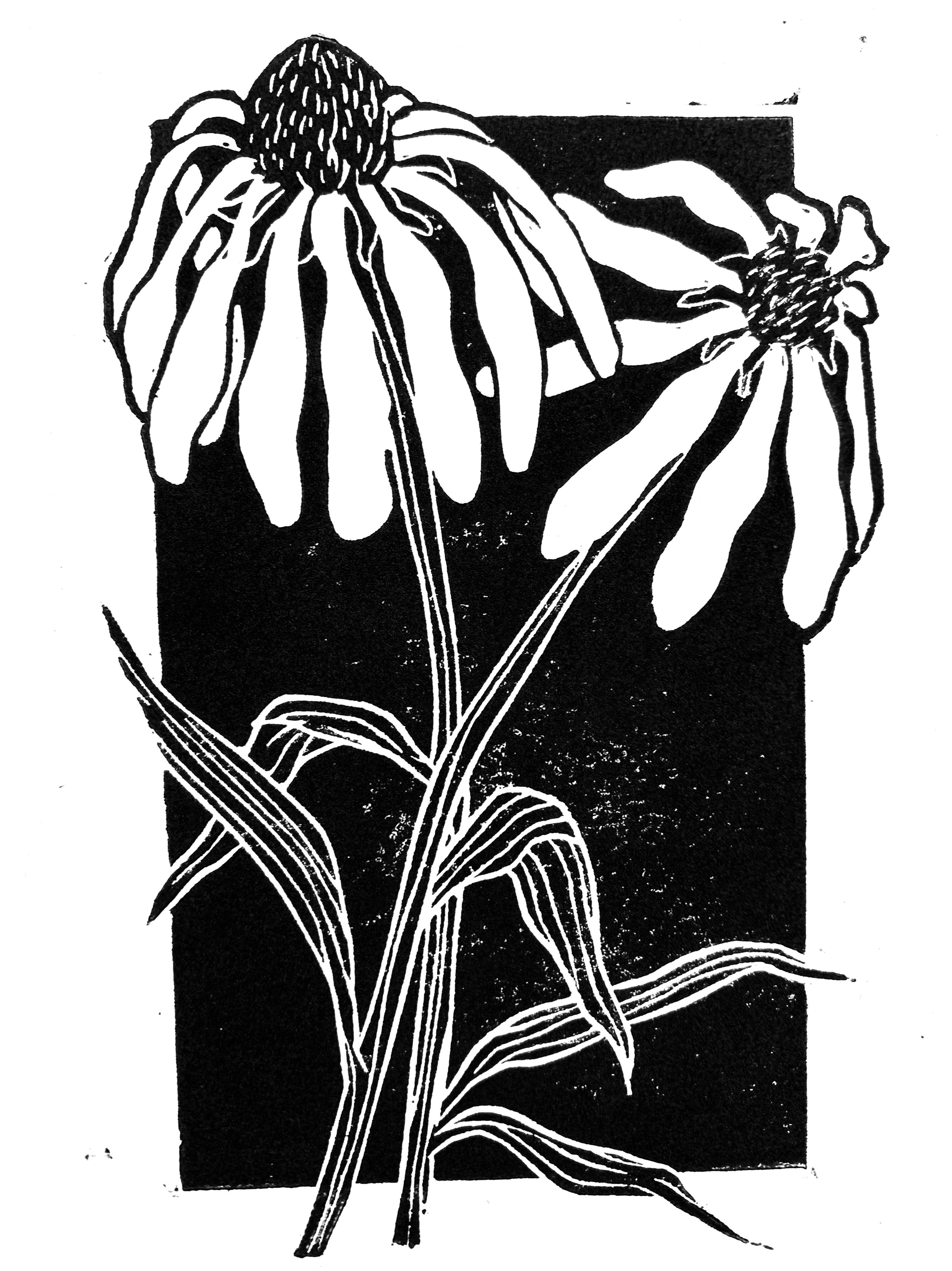09. Echinacea.jpg