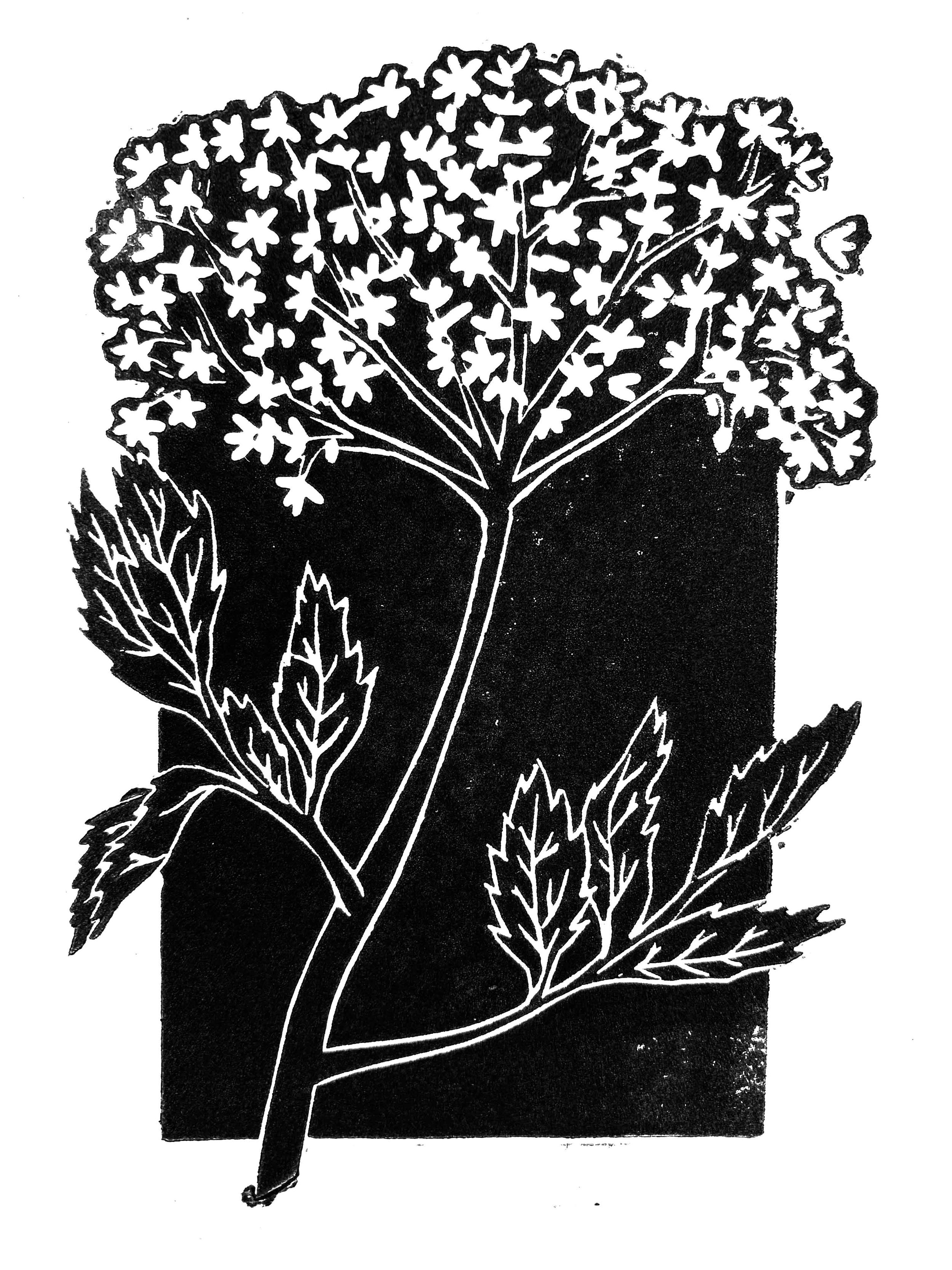 12.Elder.jpg