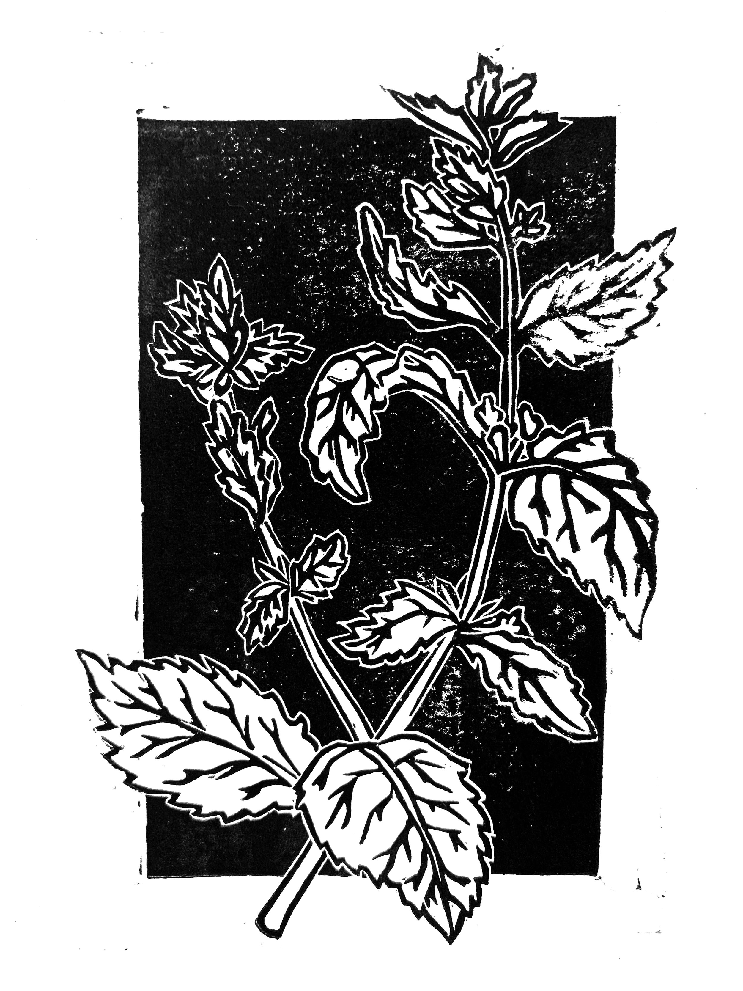 04. Lemon Balm.jpg