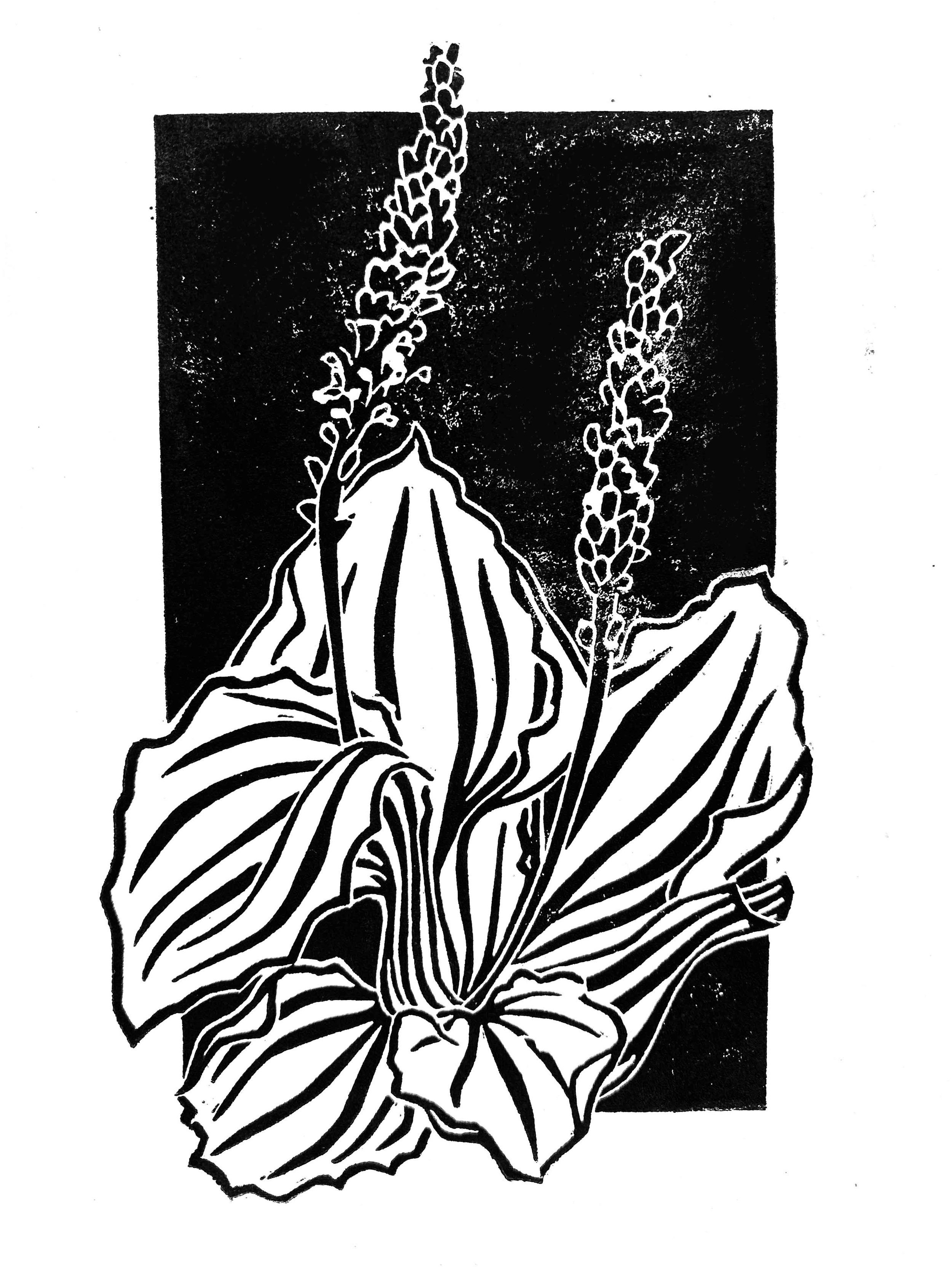 03. Plantain.jpg