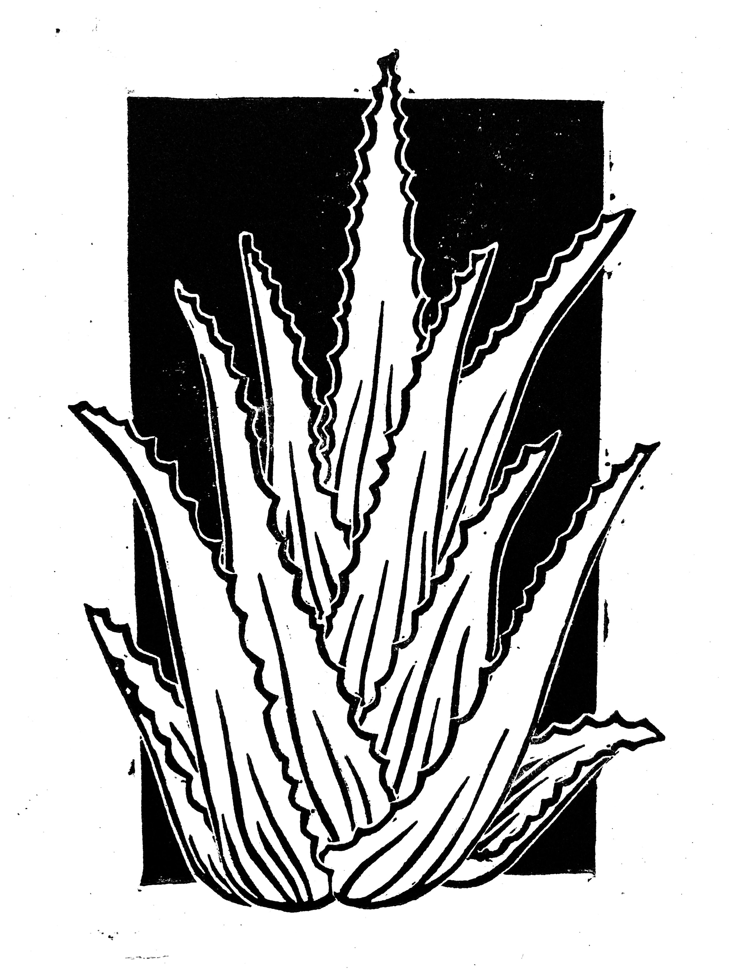 07. Aloe Vera.jpg