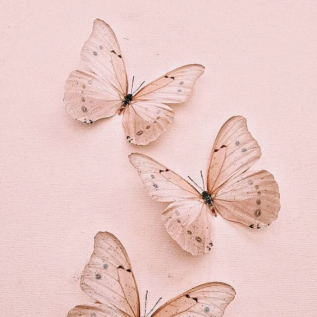 HAPPY SUNDAY MY BRONZE BUTTERFLIES! See you all Tuesday 🦋