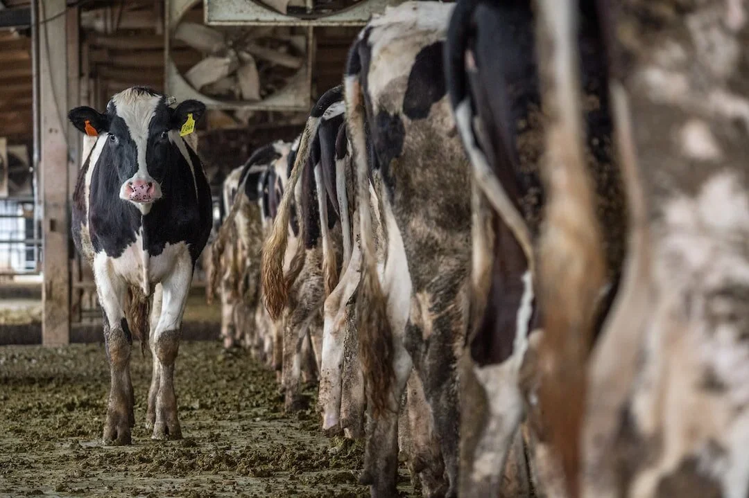 Ist unsere Ernährung heutzutage noch gesund? Und was sagt die Umwelt dazu?