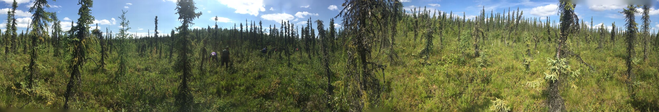 Permafrost Landscape scene near Fairbanks, AK
