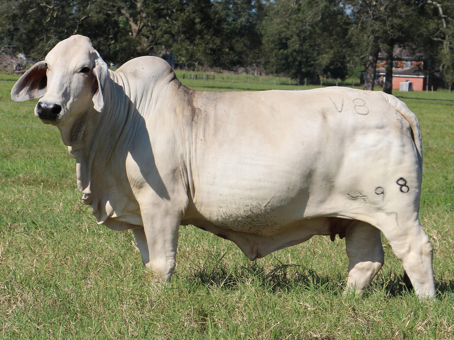 498-7.jpg