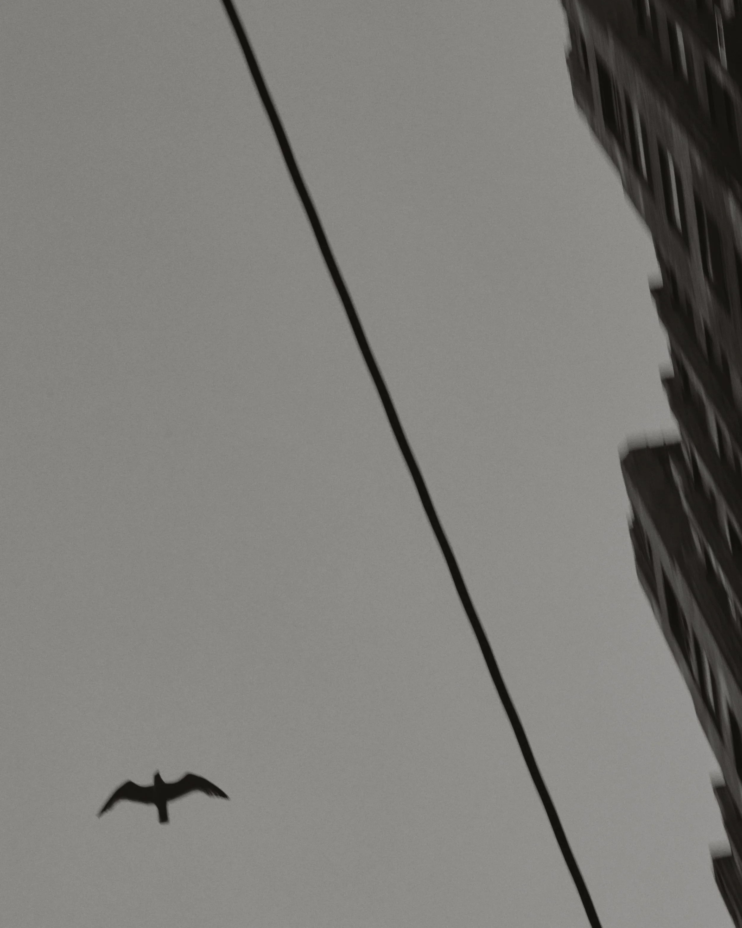 A bird & wire.jpg