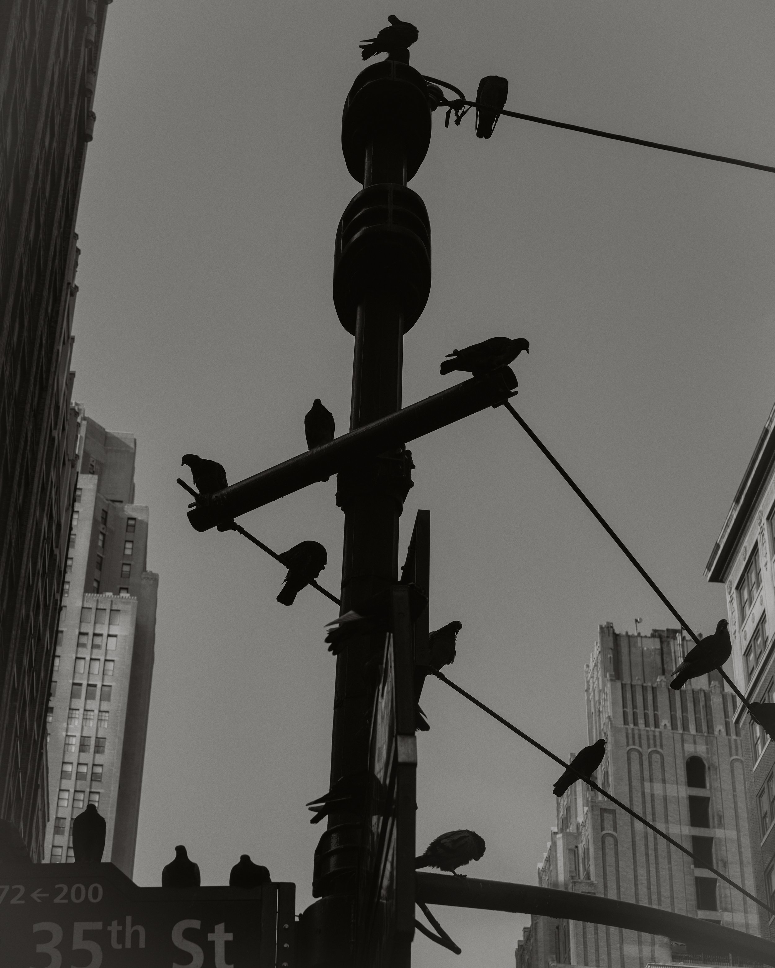 Garment District Birds.jpg