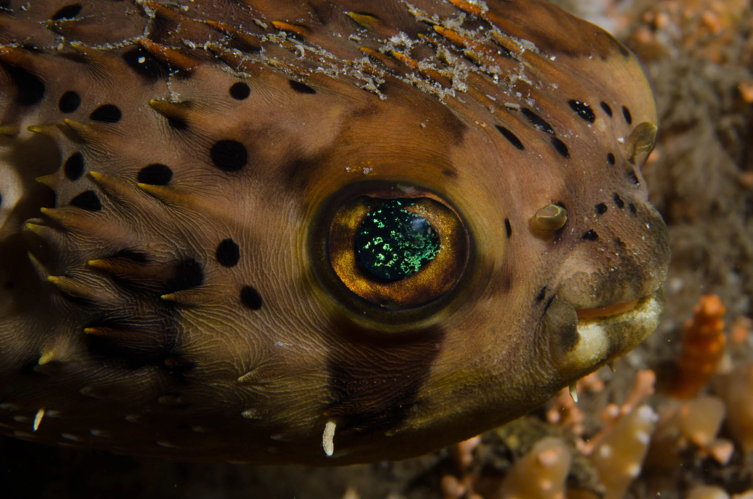 2013_Reef_Macro_2710.jpg