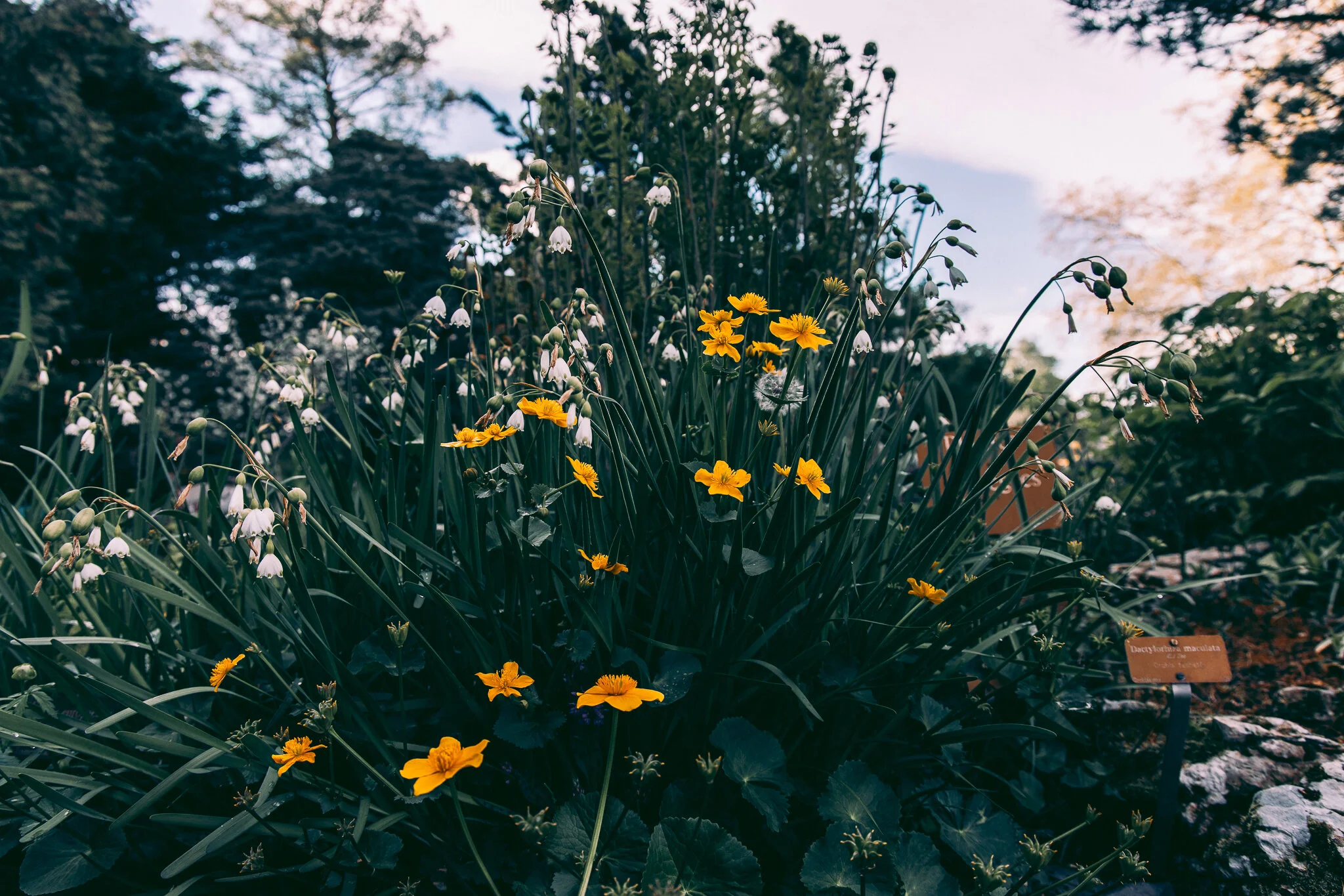 20190427-843A9304.jpg