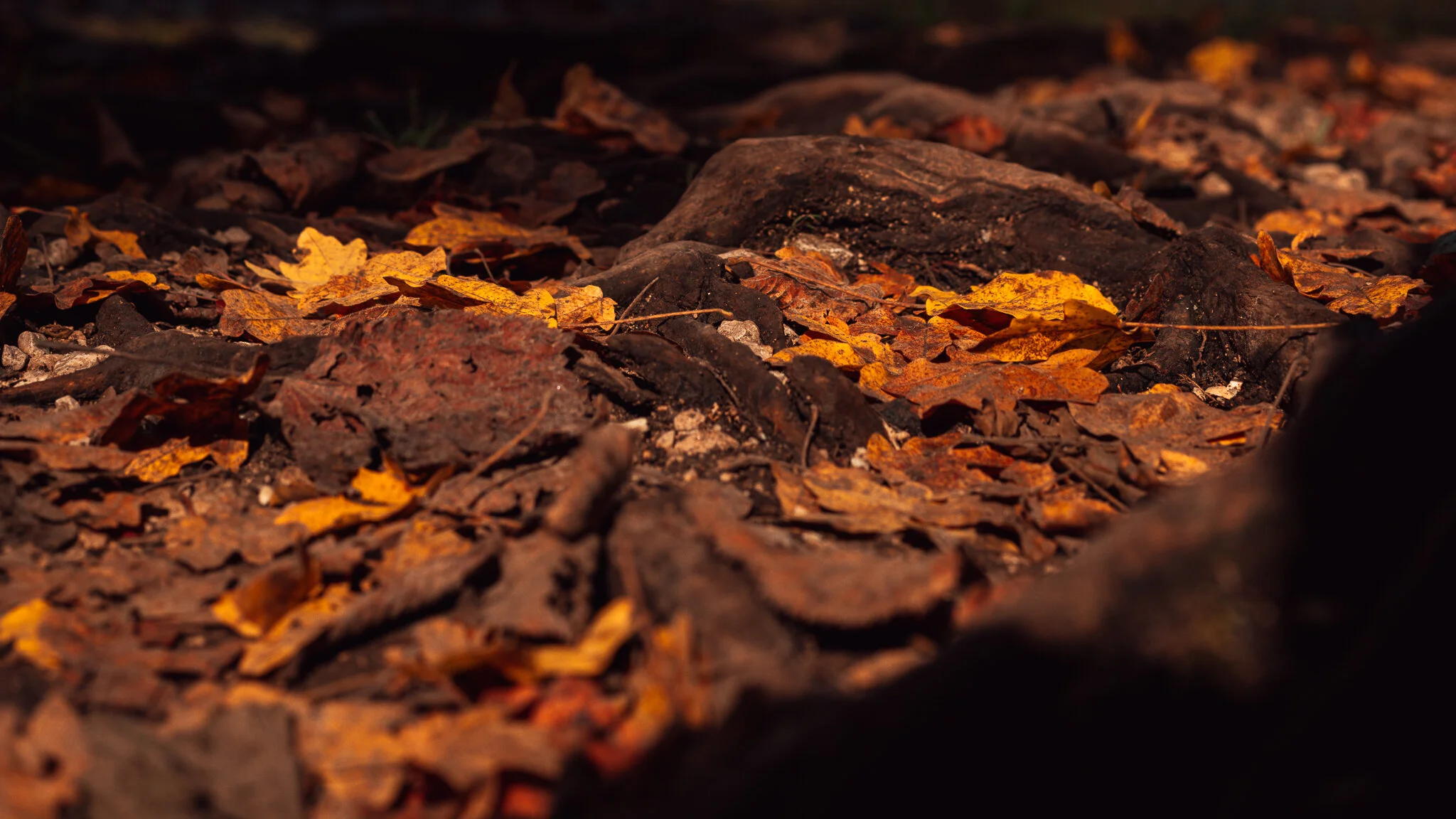843A8698-2.jpg