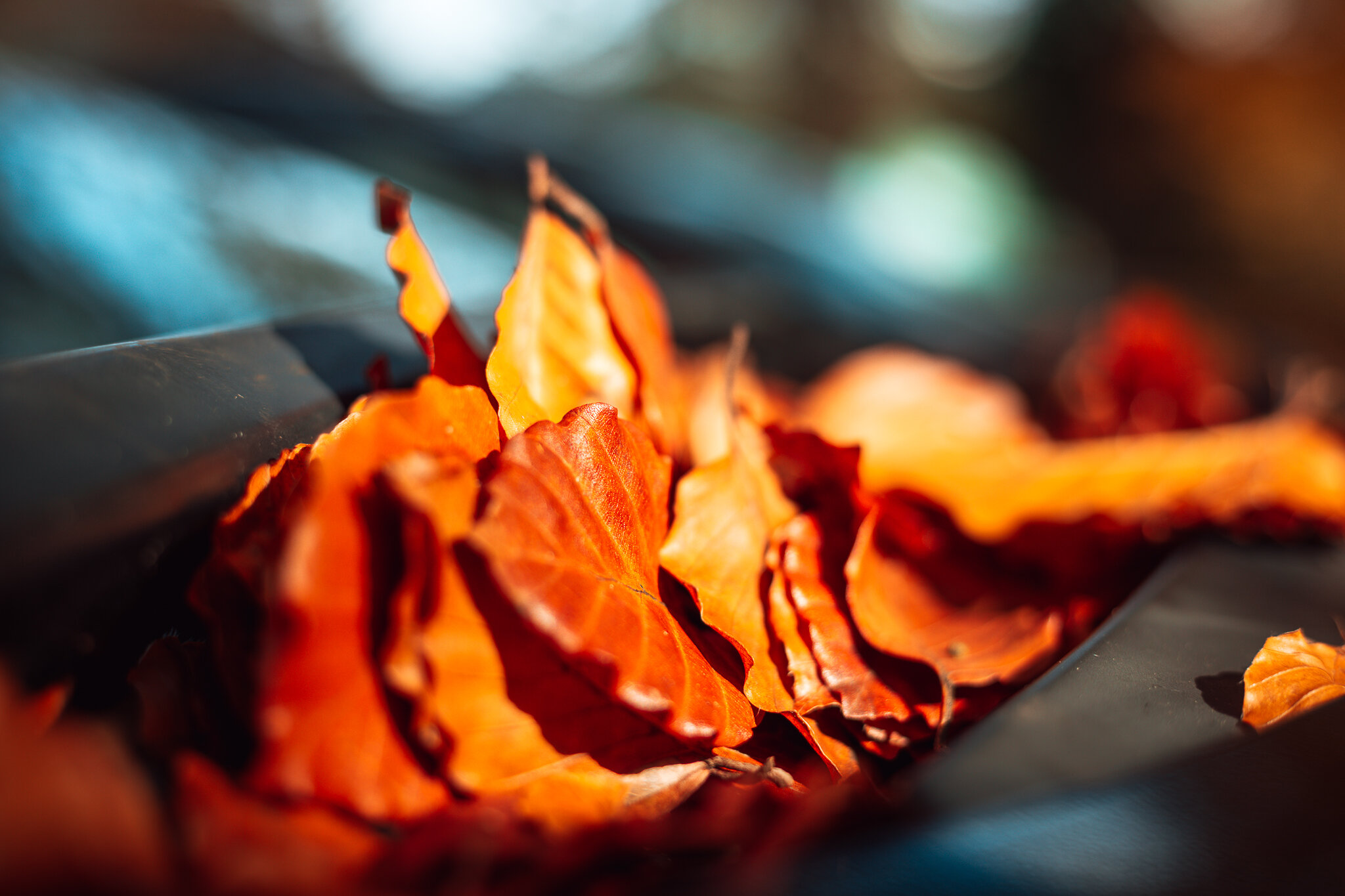 843A8894-2.jpg