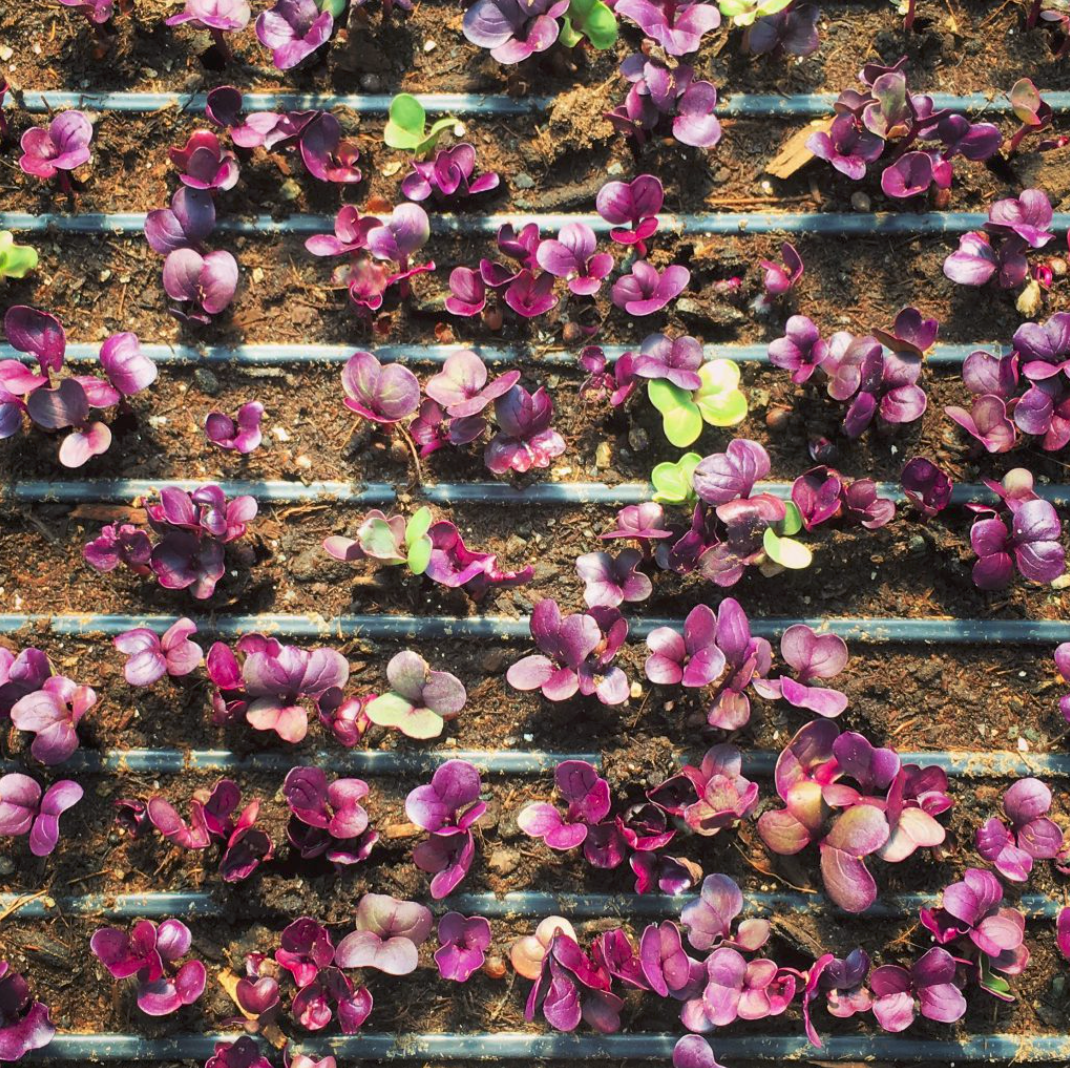 Three Sisters Garden Project