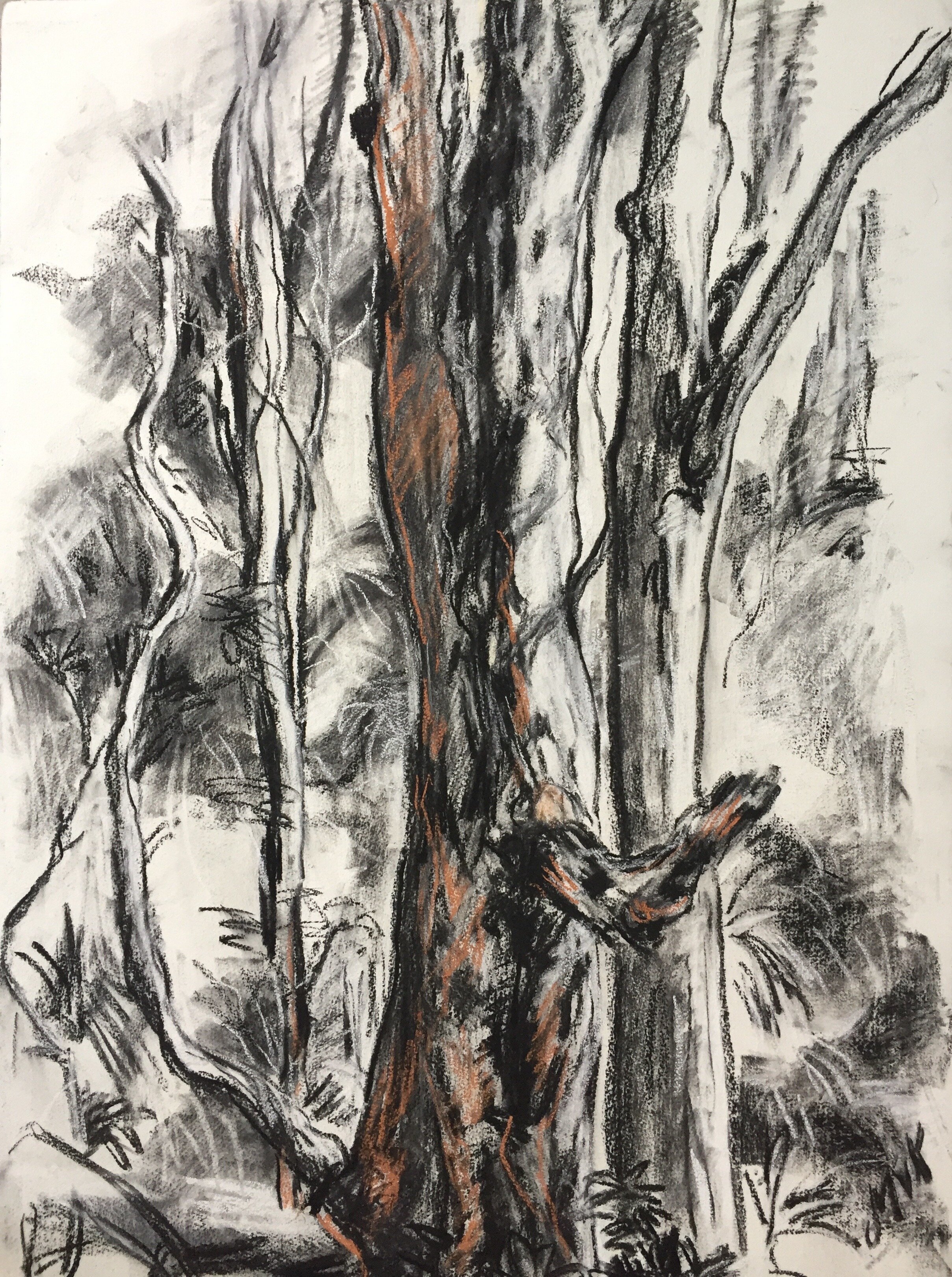 tree study 3.jpg