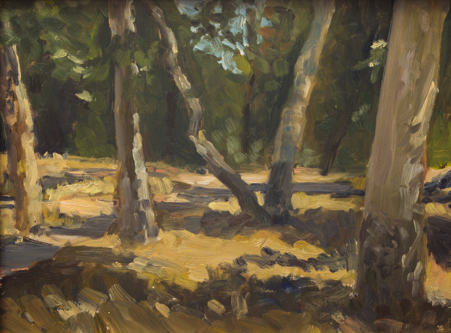 Sycamores in Ferndell Canyon, Los Angeles