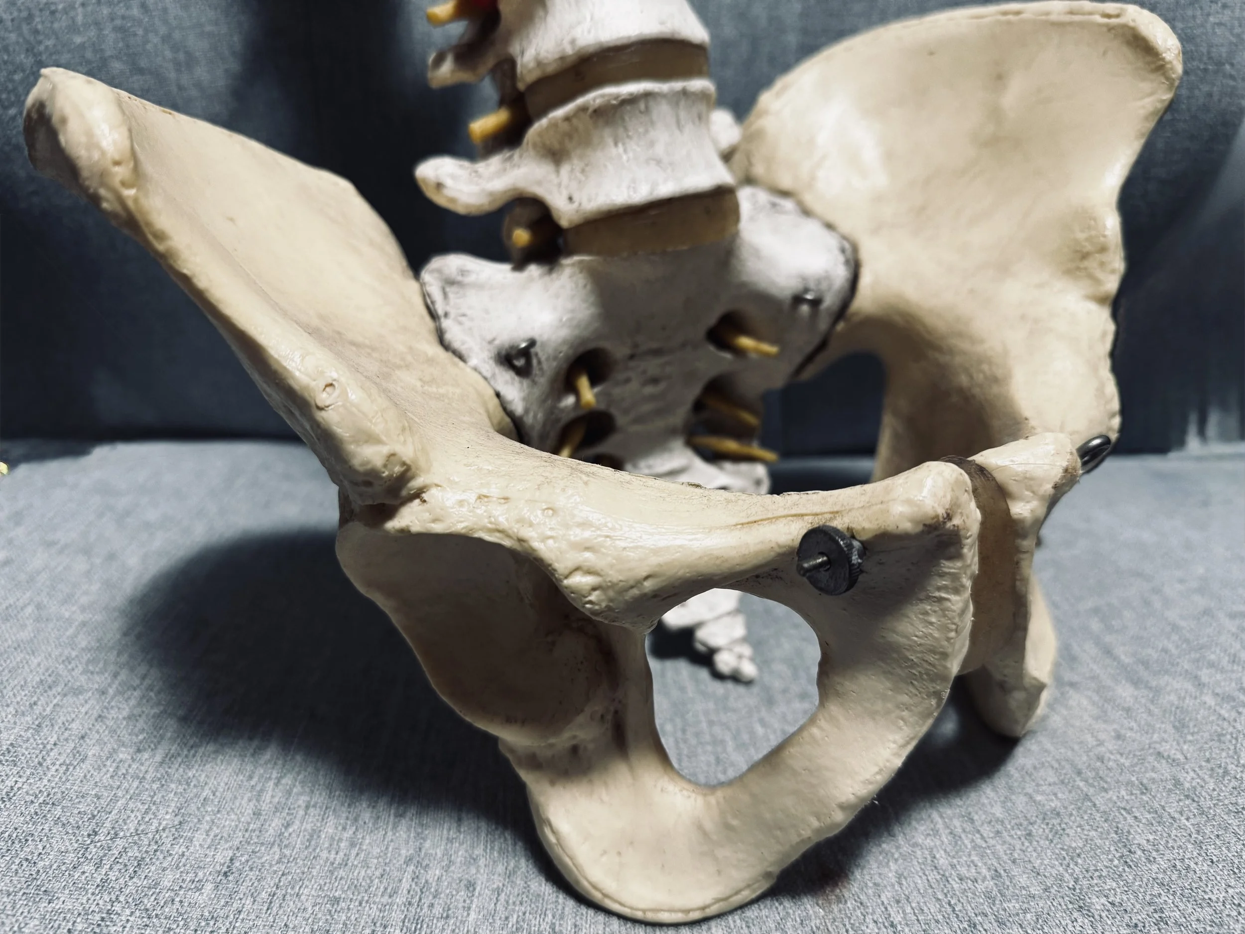 Pelvis.jpg
