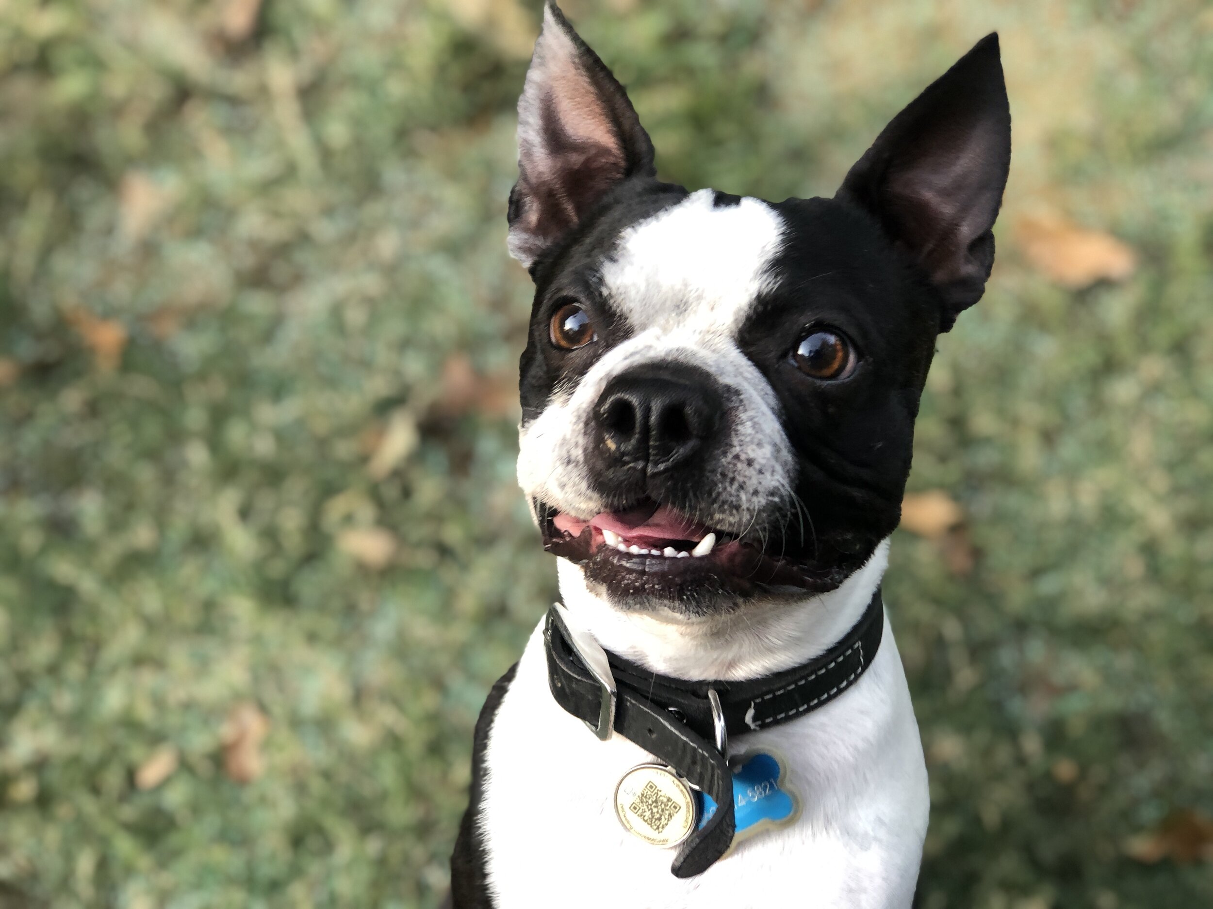 He was raised by cats : r/BostonTerrier