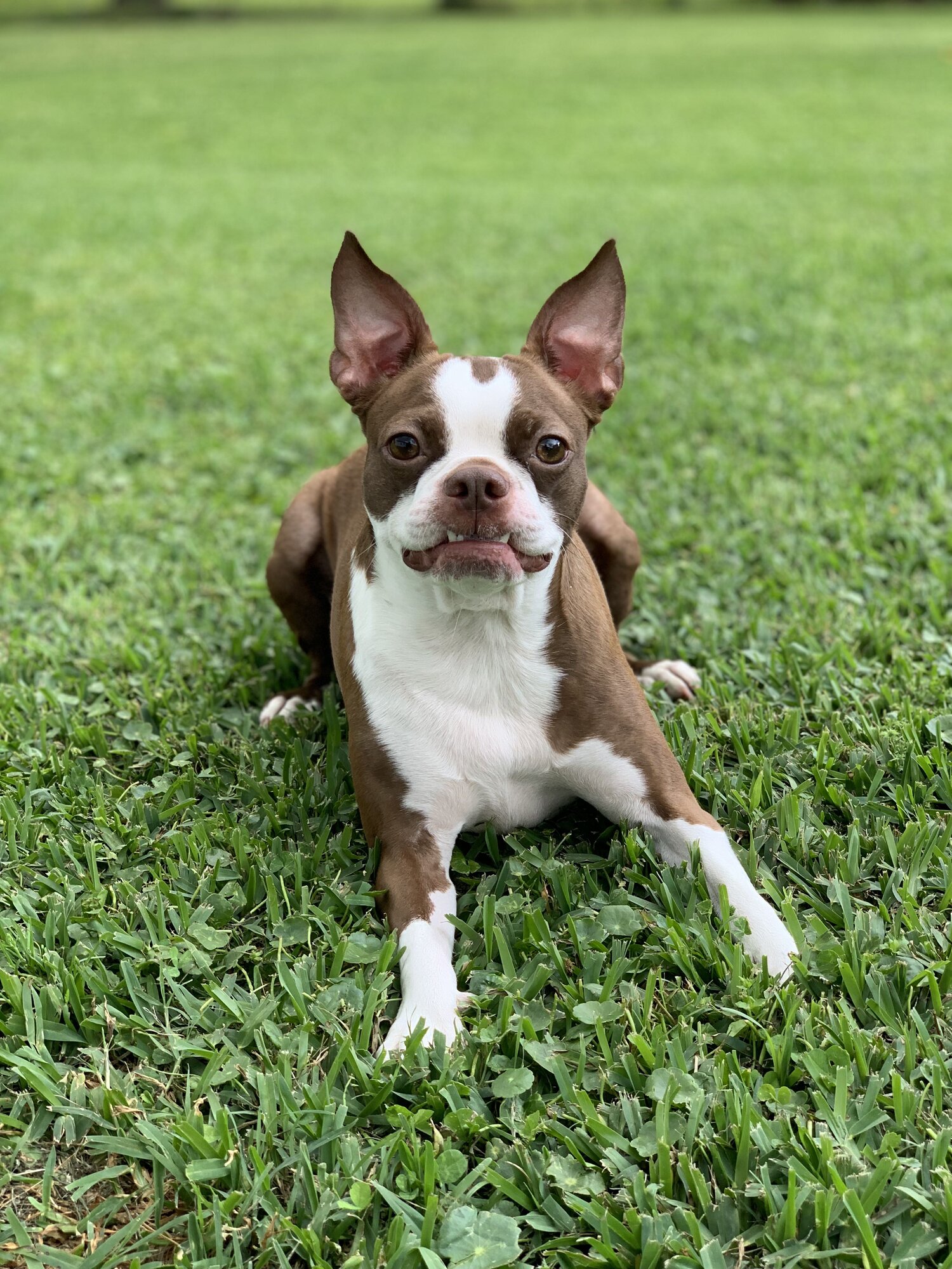 how long does it take for a boston terrier to fully grow