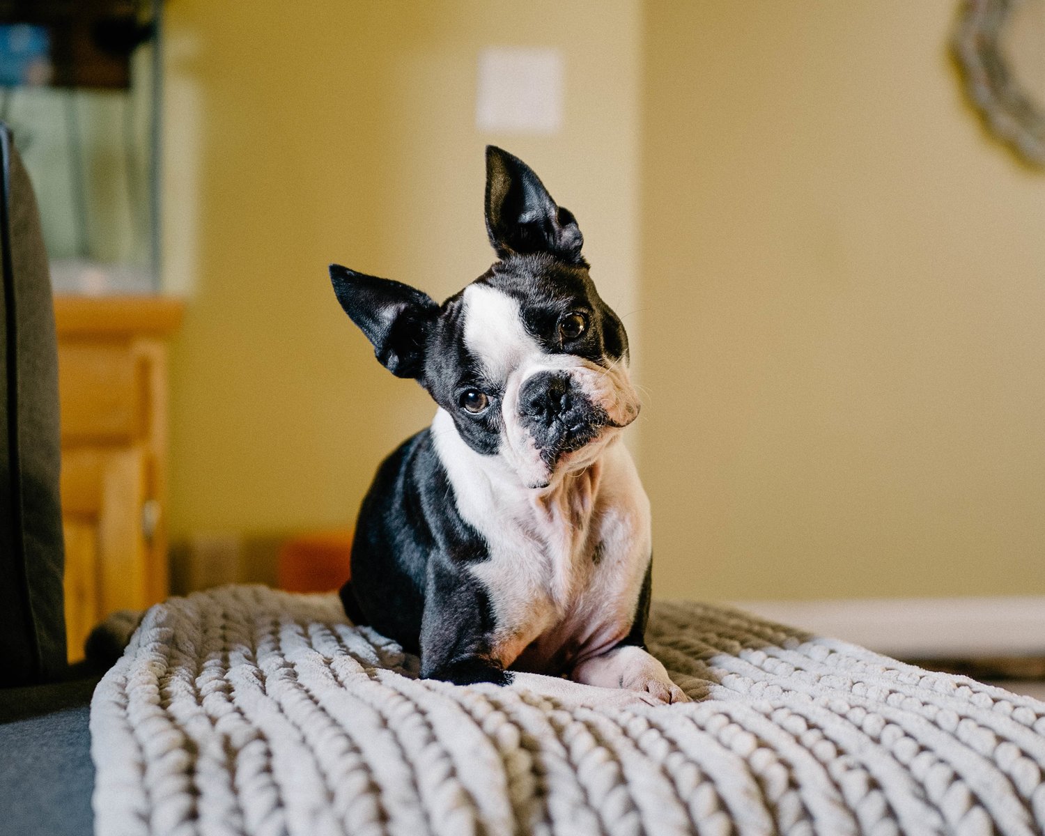 how bad are boston terrier farts?