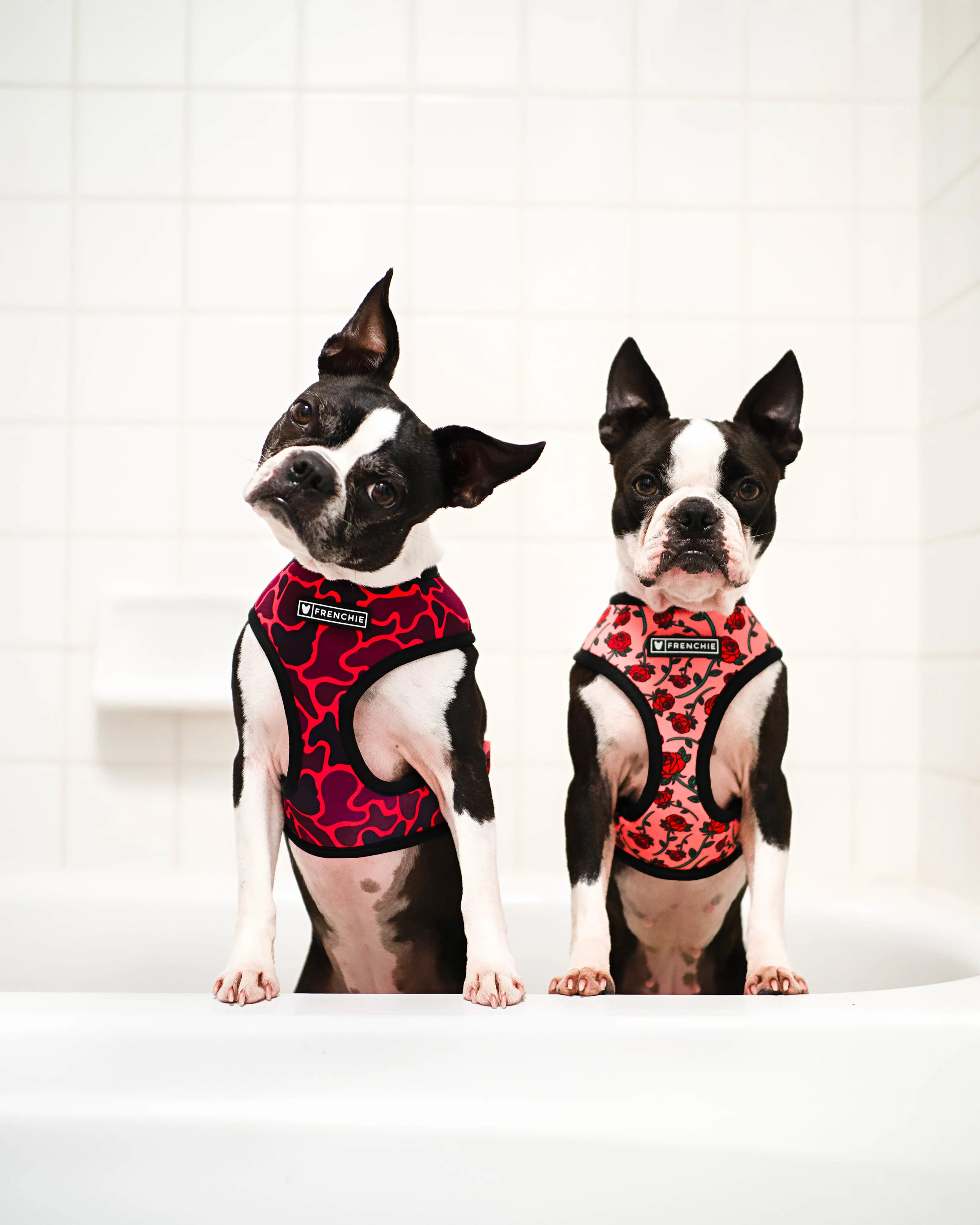 Do Boston Terriers Shed?