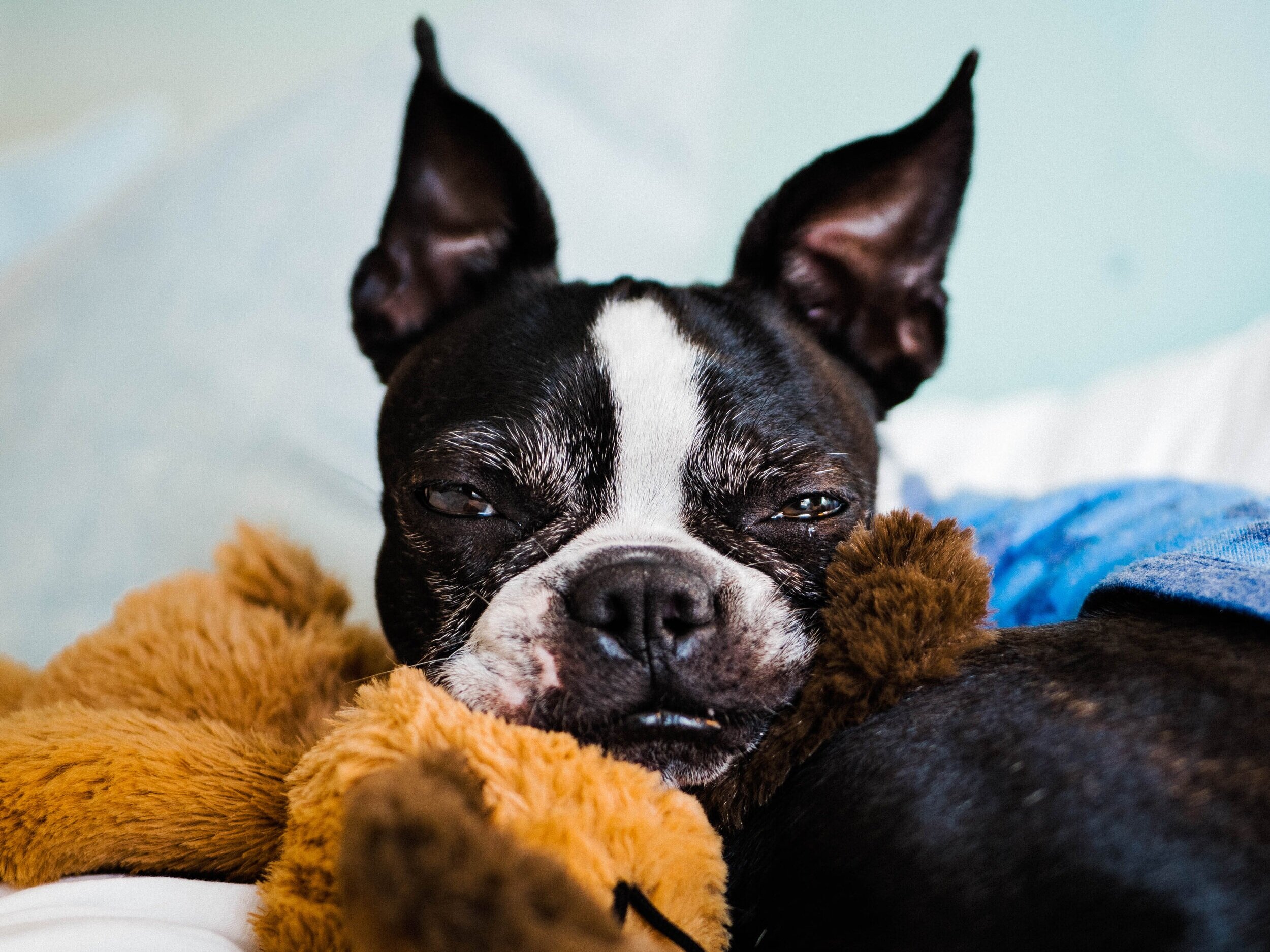 do boston terriers have breathing problems