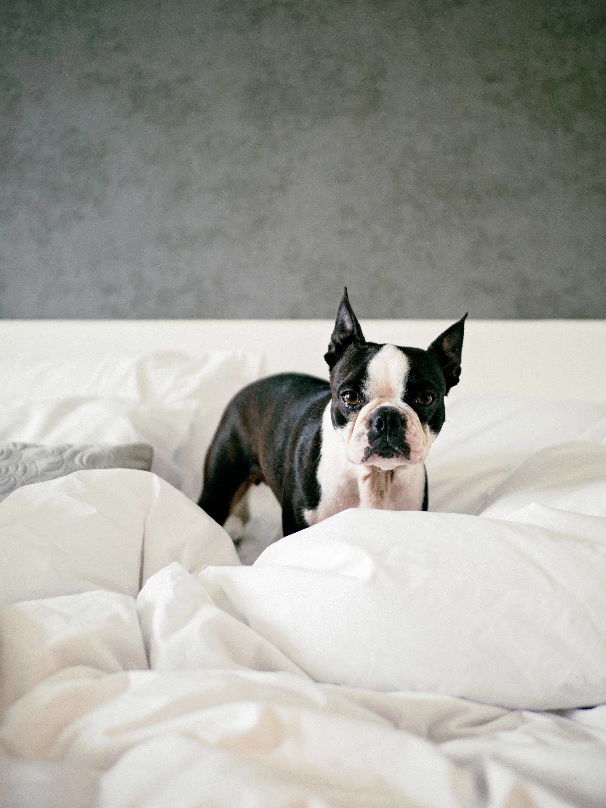 boston terrier snoring