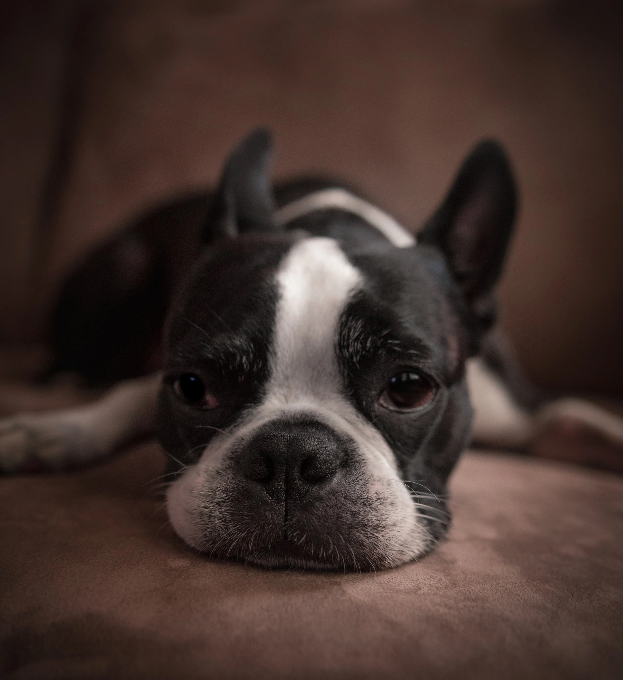boston terrier snoring