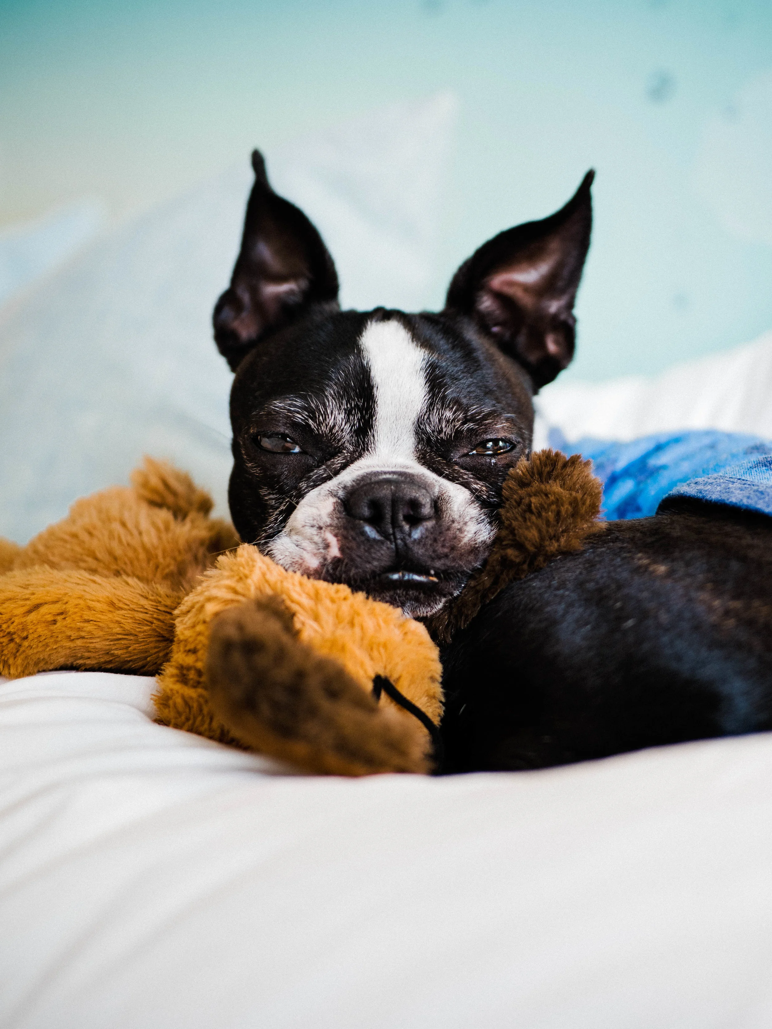 Do Boston Terriers Snore and Why?