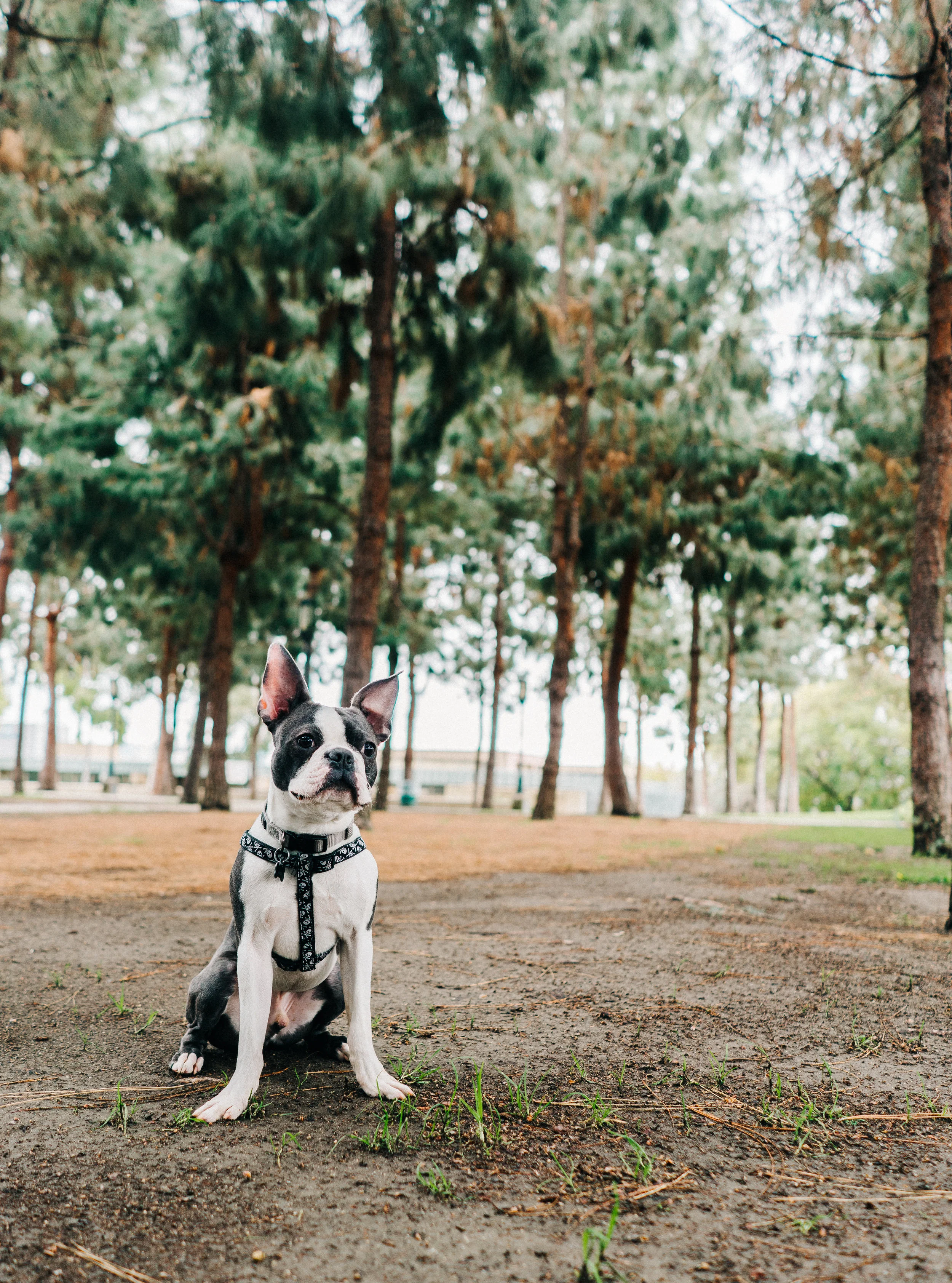 Do Boston Terriers Smell?