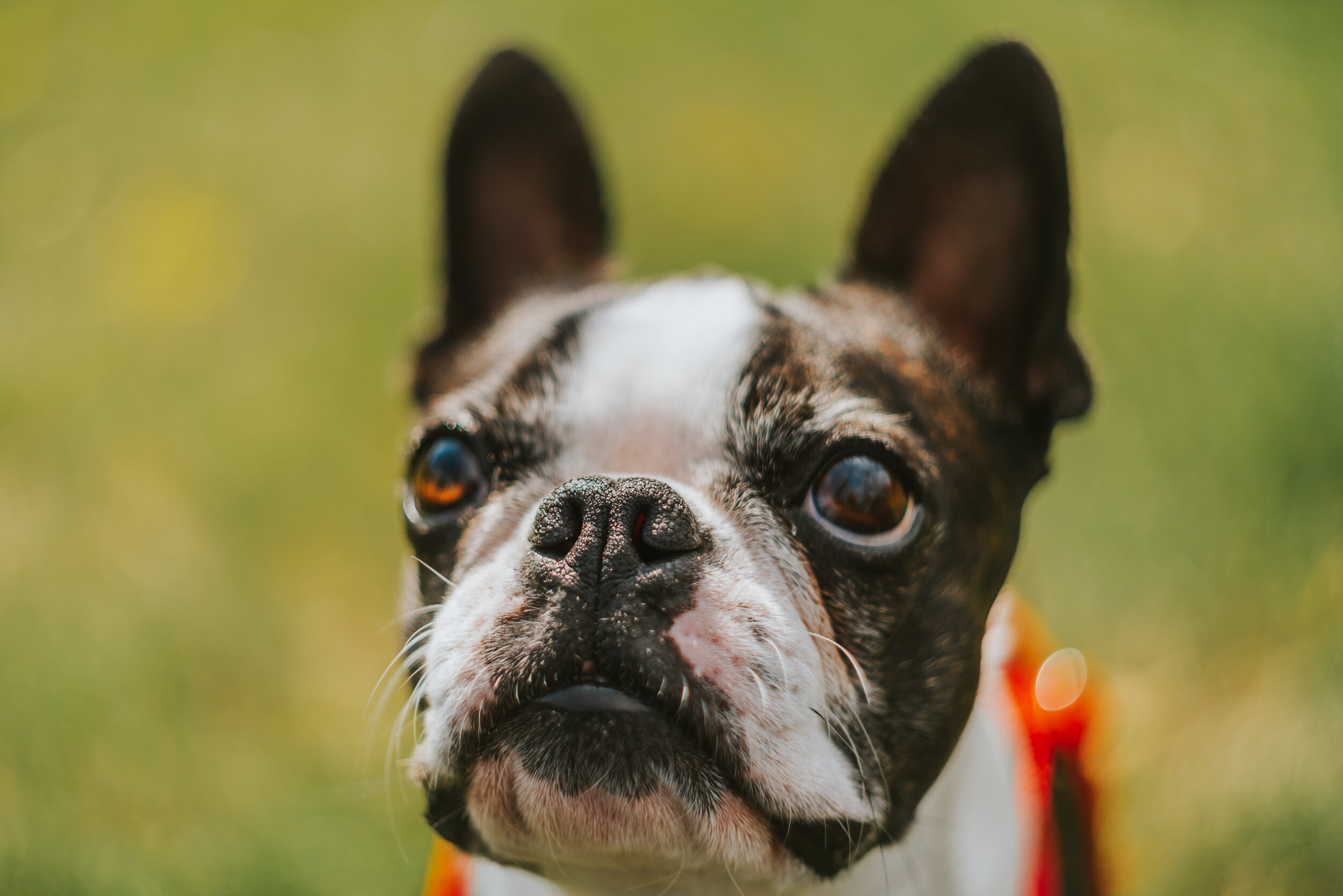 Olhos vermelhos em Boston Terriers: o que causa isso? 10
