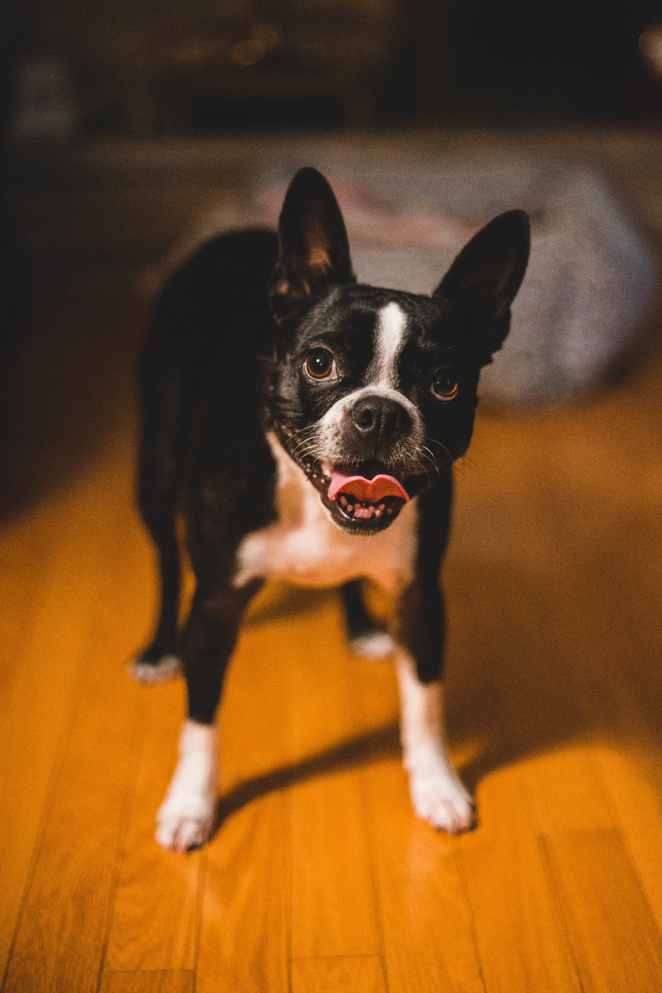 Red Eyes in Boston Terriers: What Causes It?