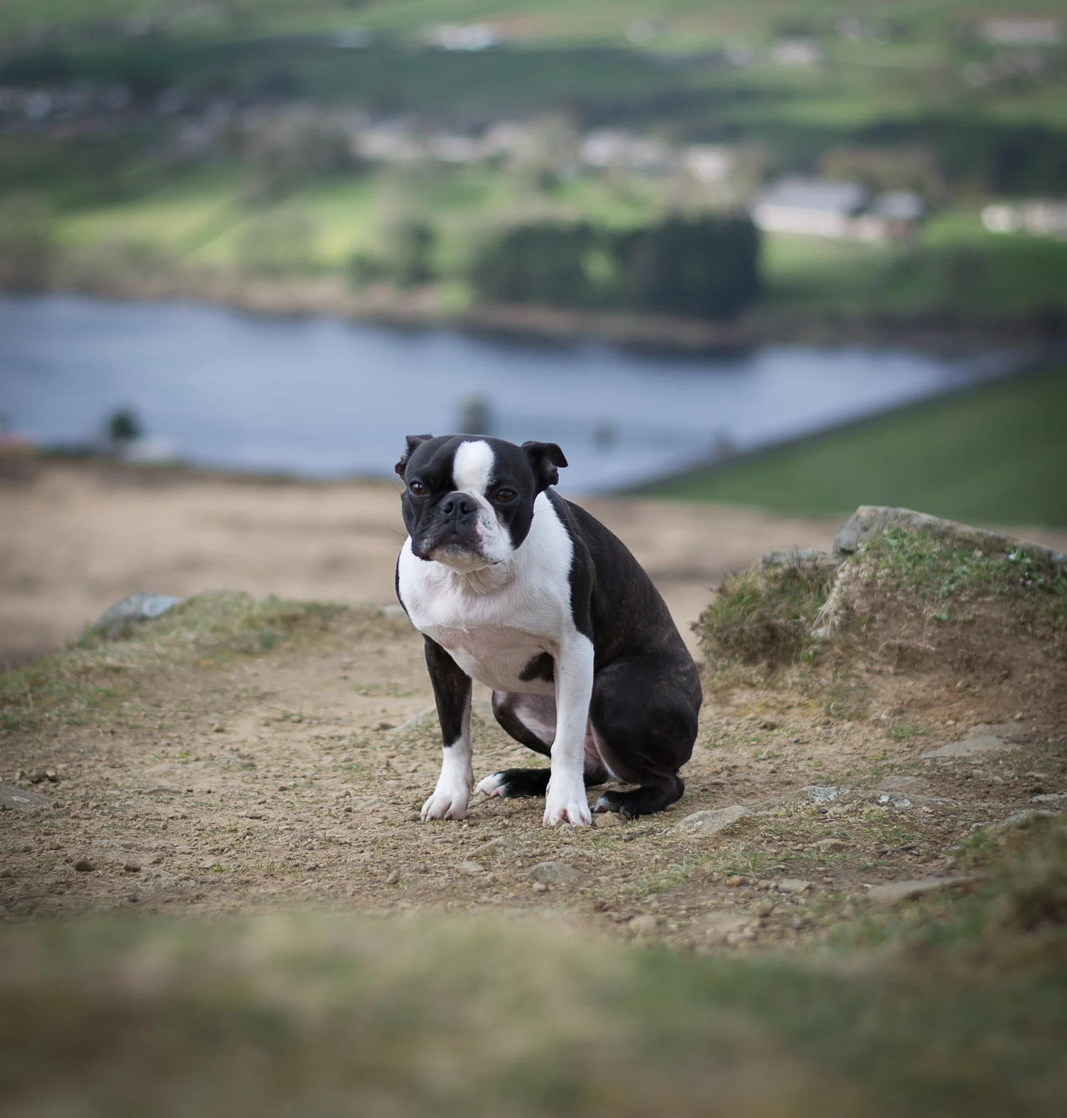 do boston terriers have breathing problems