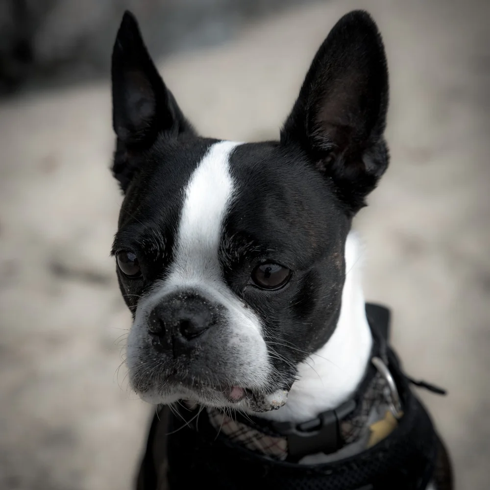 do boston terriers have breathing problems