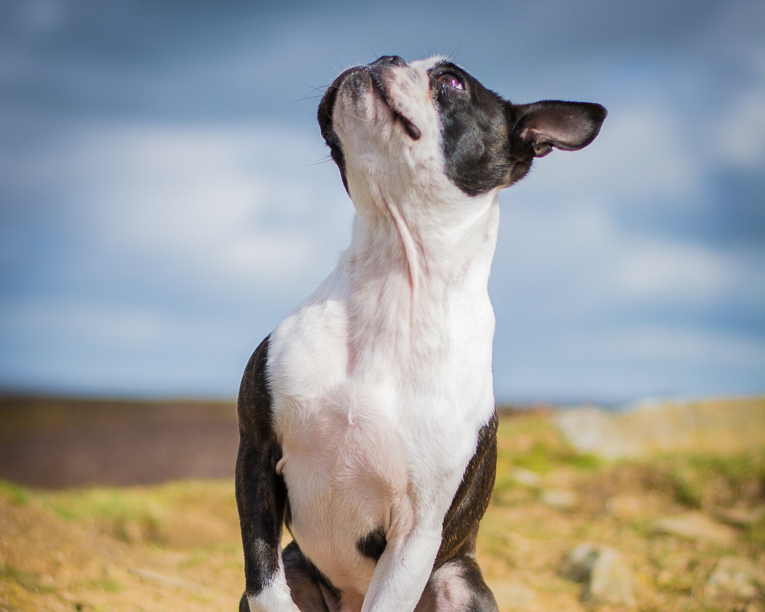 how much do boston terriers bark?