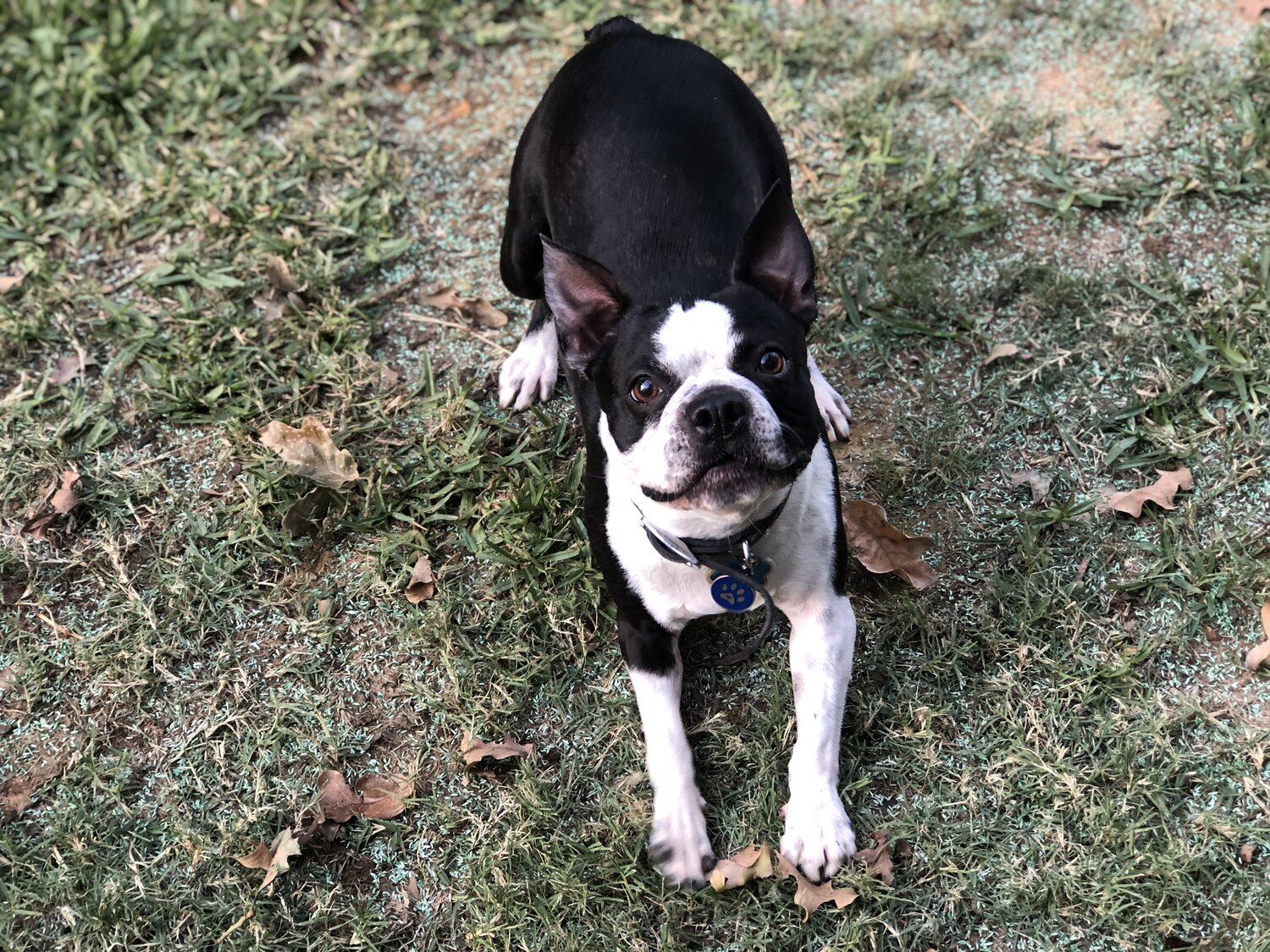 when does a boston terrier ears stand up