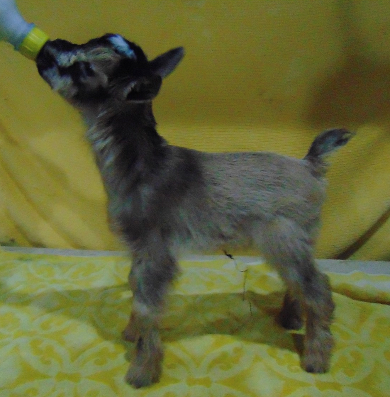 Dill's Better in Boots Doelin - D- line Dutchess Degas.PNG