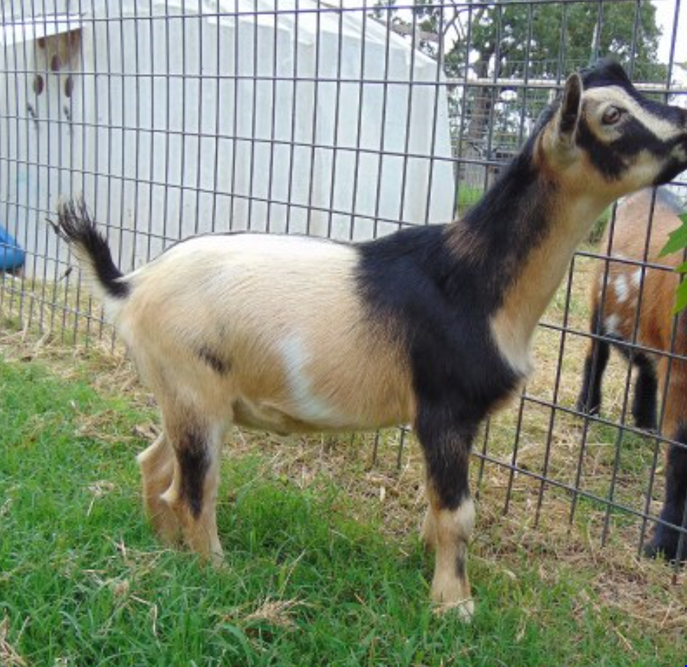 SIRE: DILL'S DILLY DILLY 