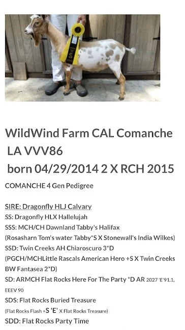 Honovi's Dam, Comanche 