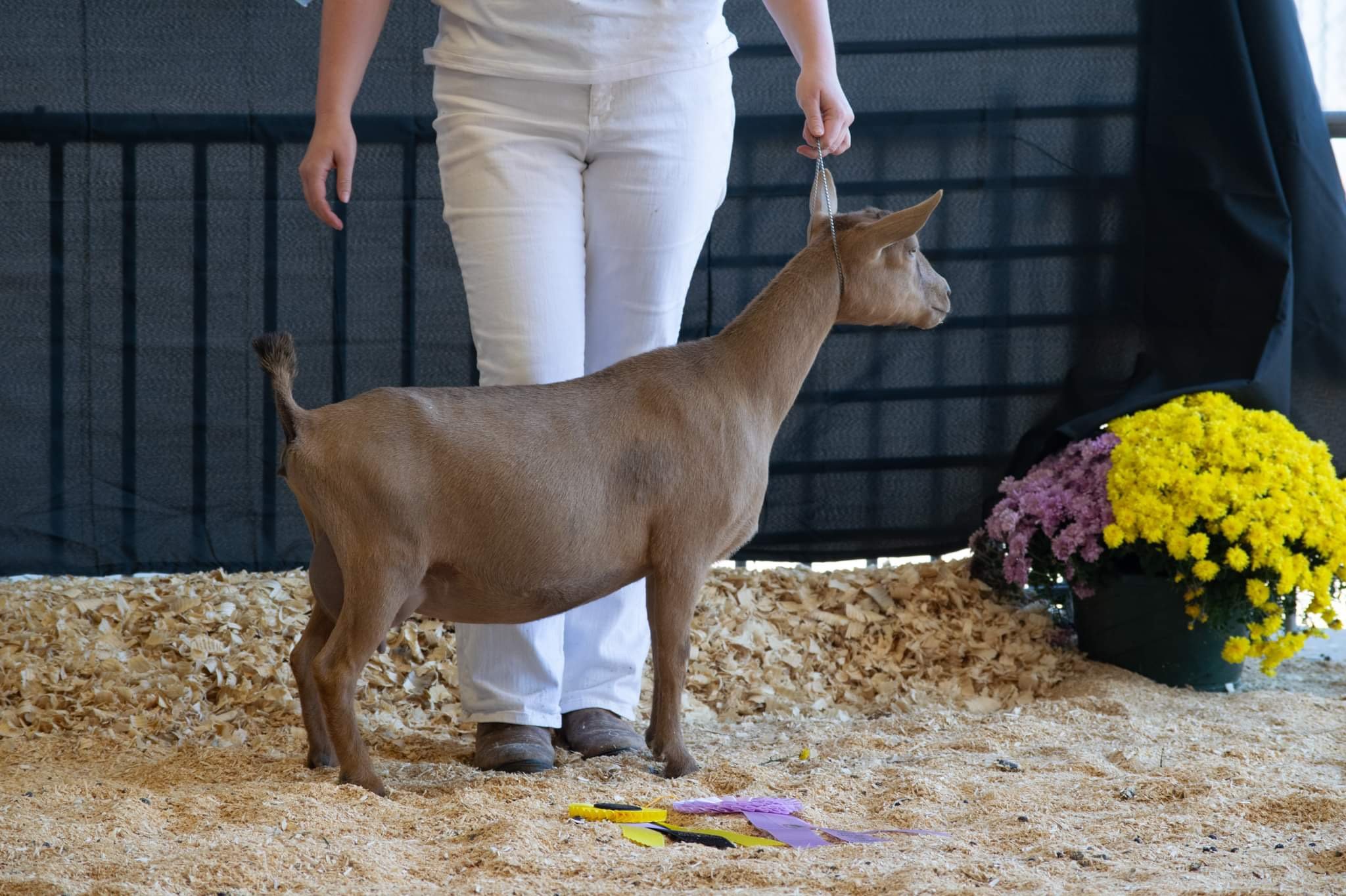 Sr. Reserve Champion Oct 21, 2023 FF, 4 weeks fresh