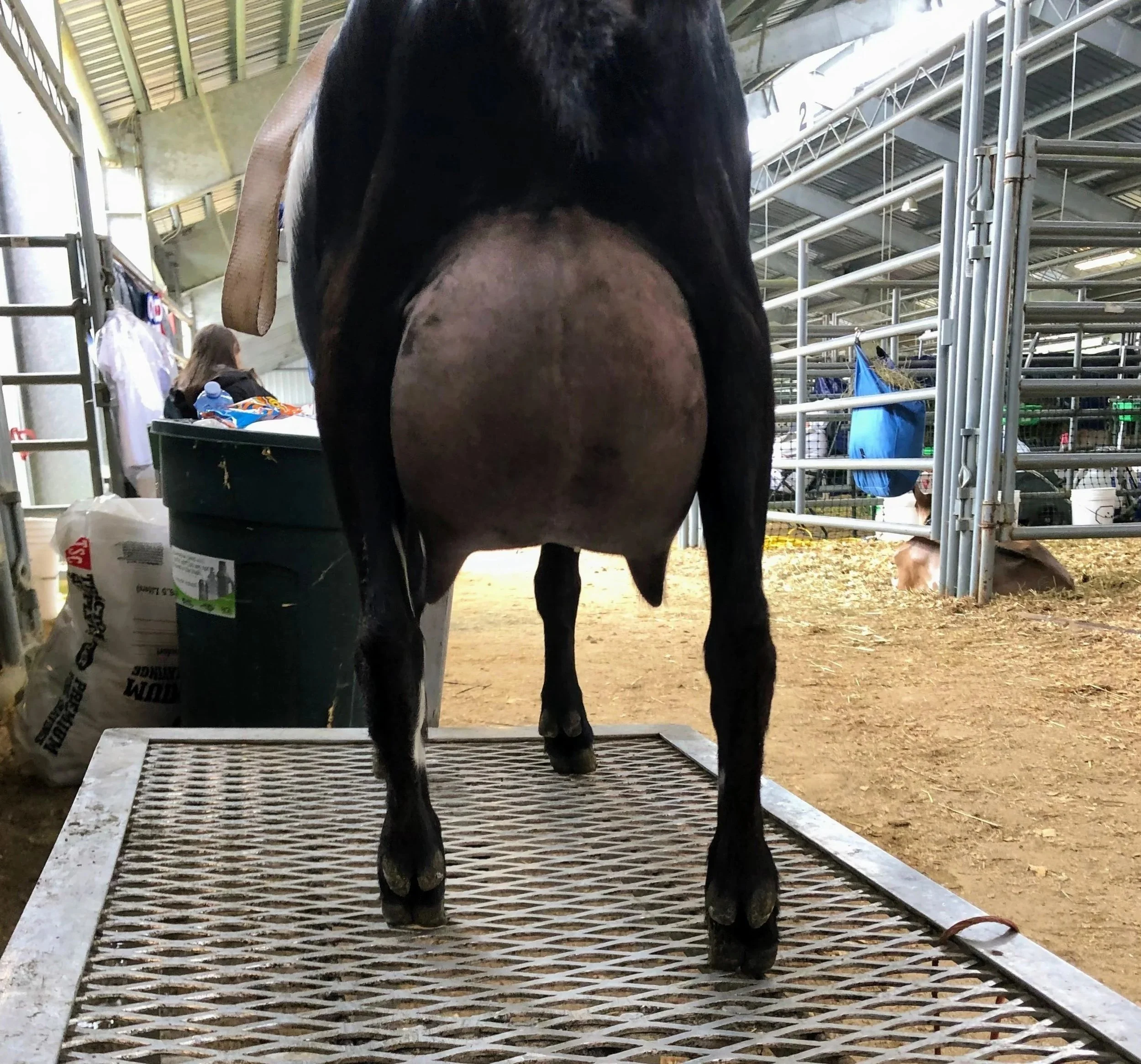 DAENERYS FF UDDER, 1 YEAR OLD