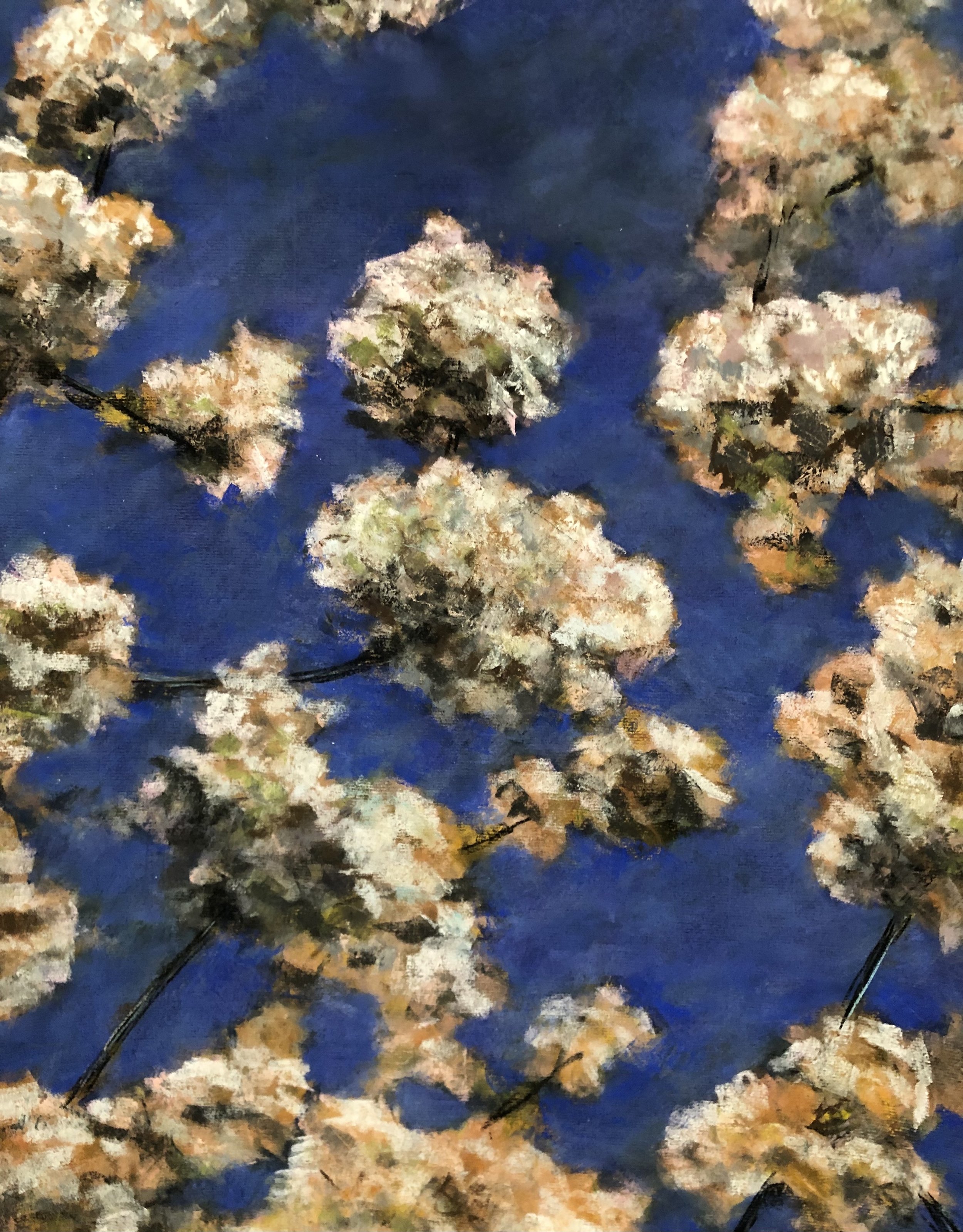 Wild Cherry in Bloom